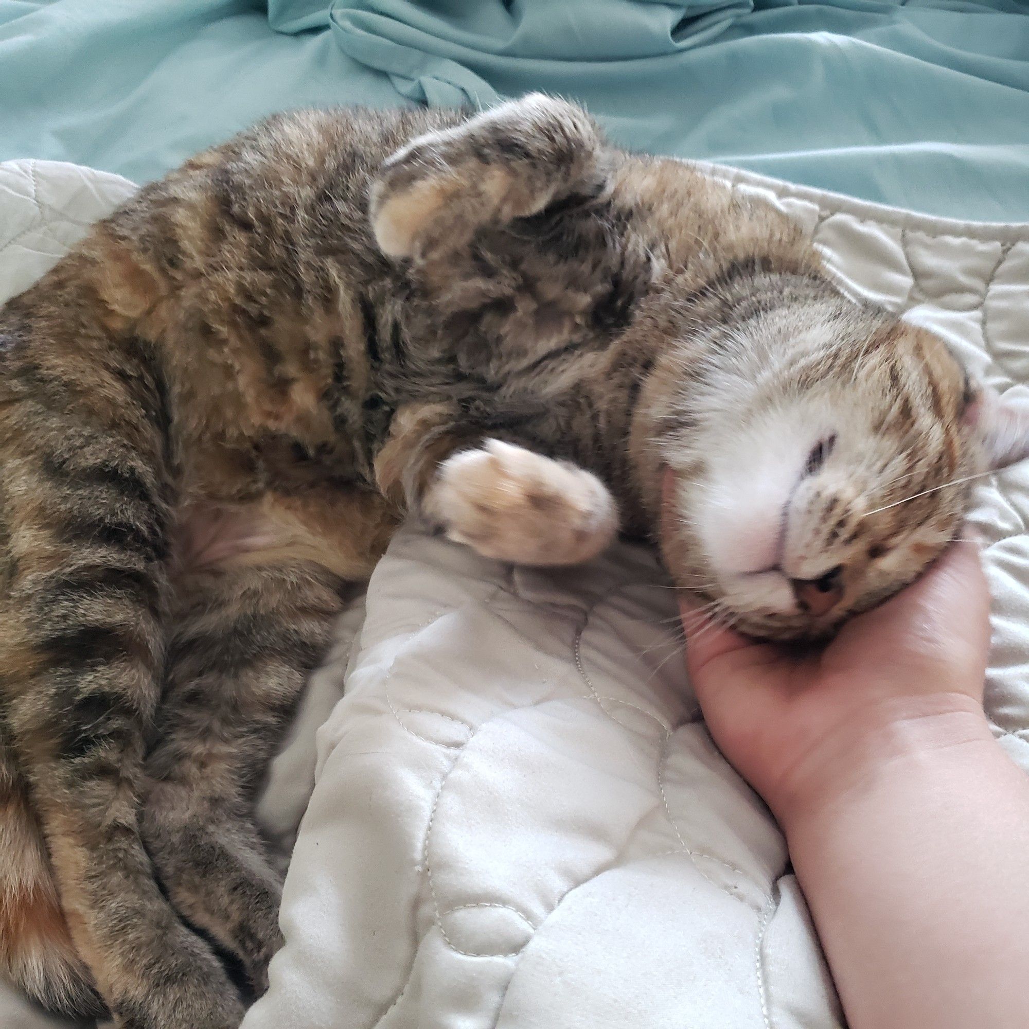 The same cat now has her head in a person's hand and is curled into a sort of shrimp shape, seeming to smile and be quite comfortable as she gets attention.