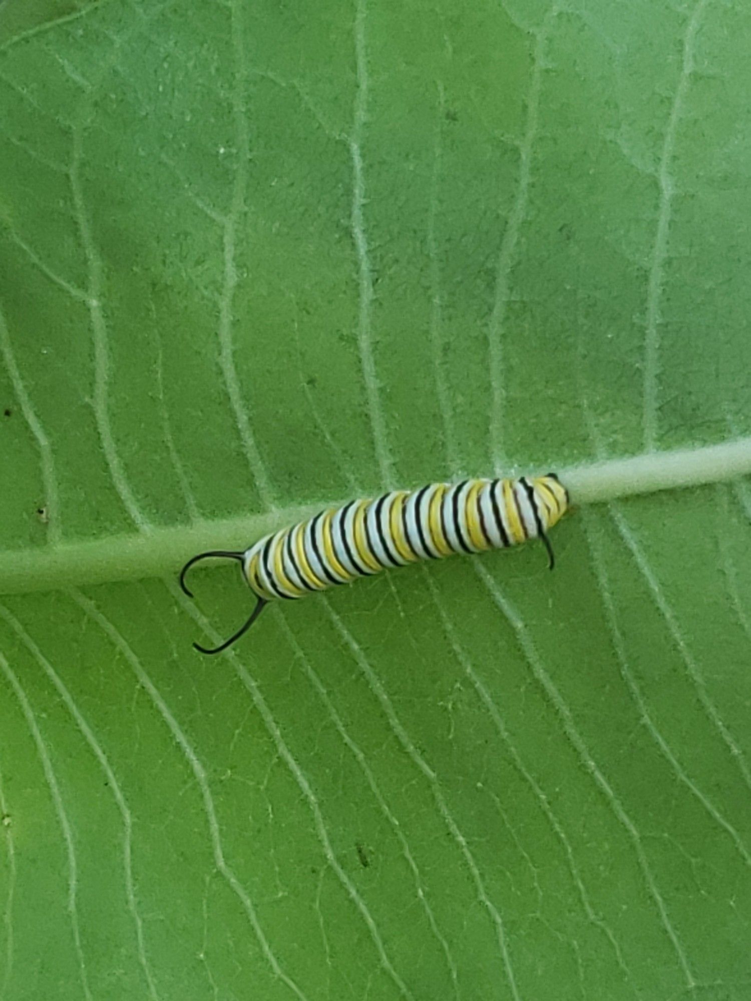 Monarch caterpillar right on a milkweed leaf stem