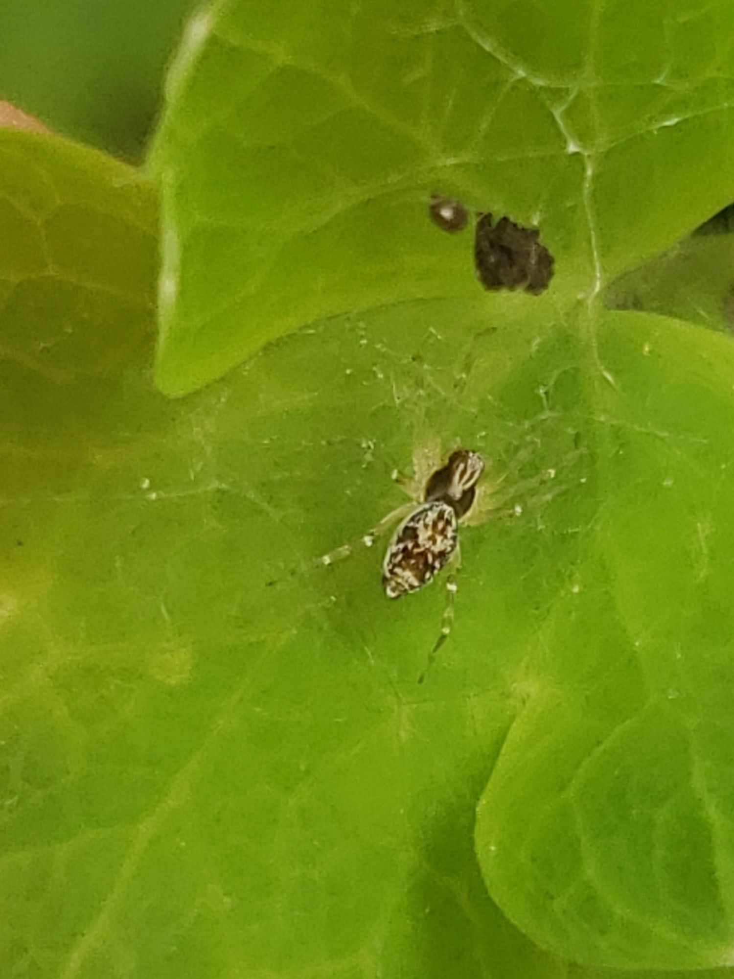 A striking jumping spider on a columbine leaf - about mid size, very long and narrow, an off-white with dark brown intricate patterns on its body and head.