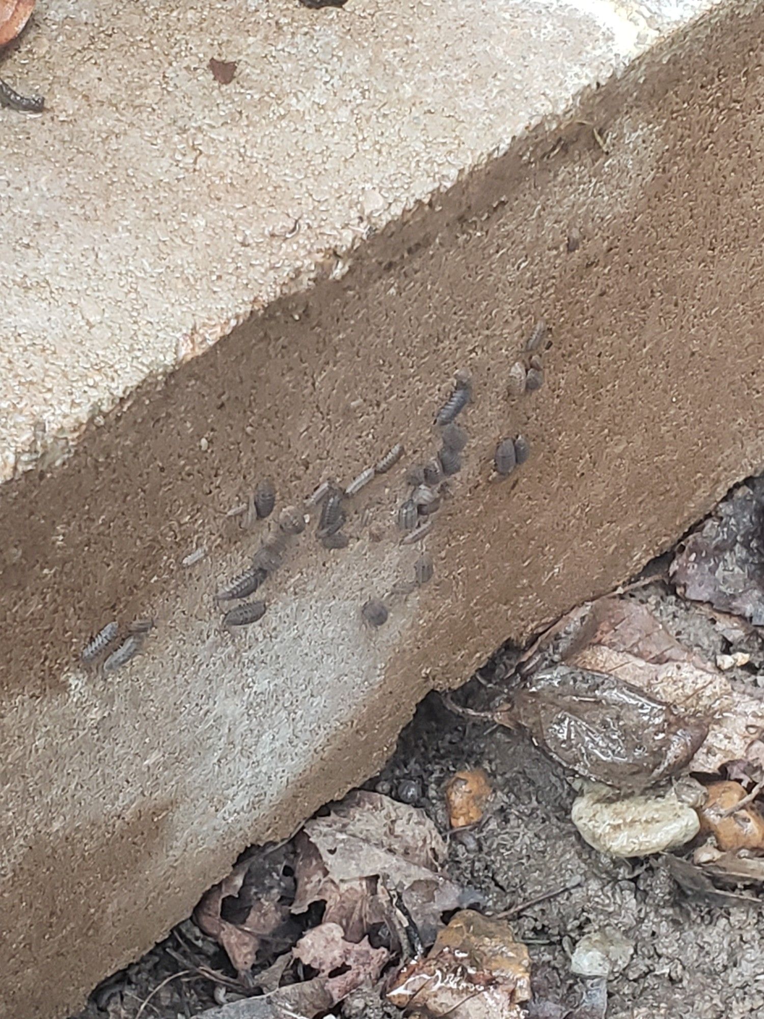 Whole bunch of nosy pill isopods on the side of a large brick