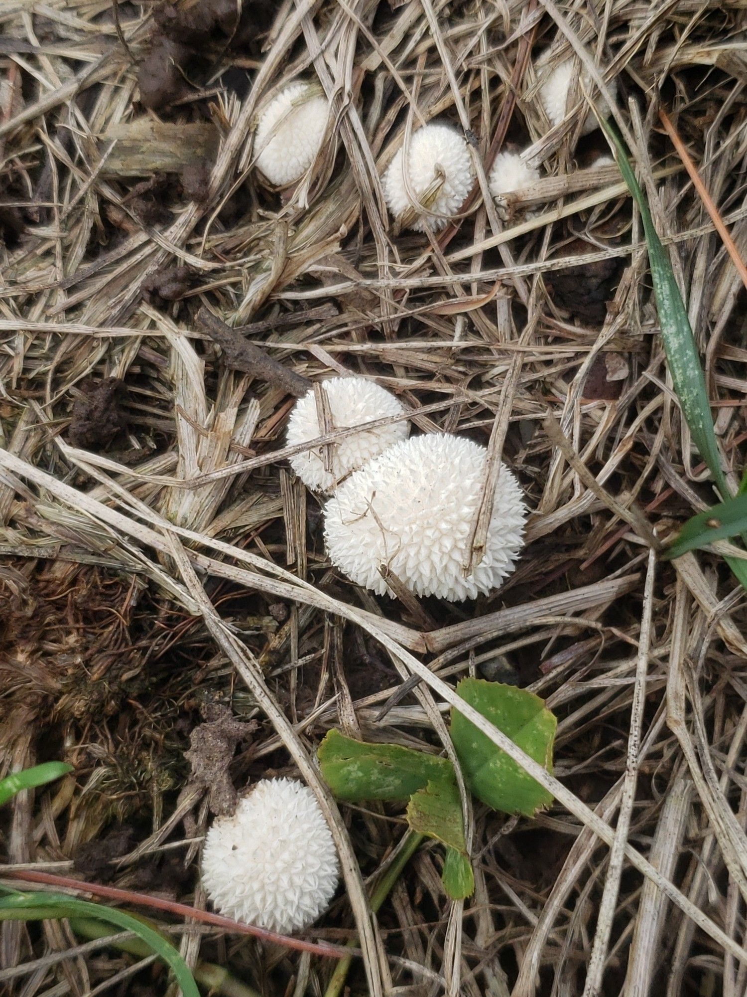 Peeling puffball mushrooms - tiny, bristly white blobs in dead grass