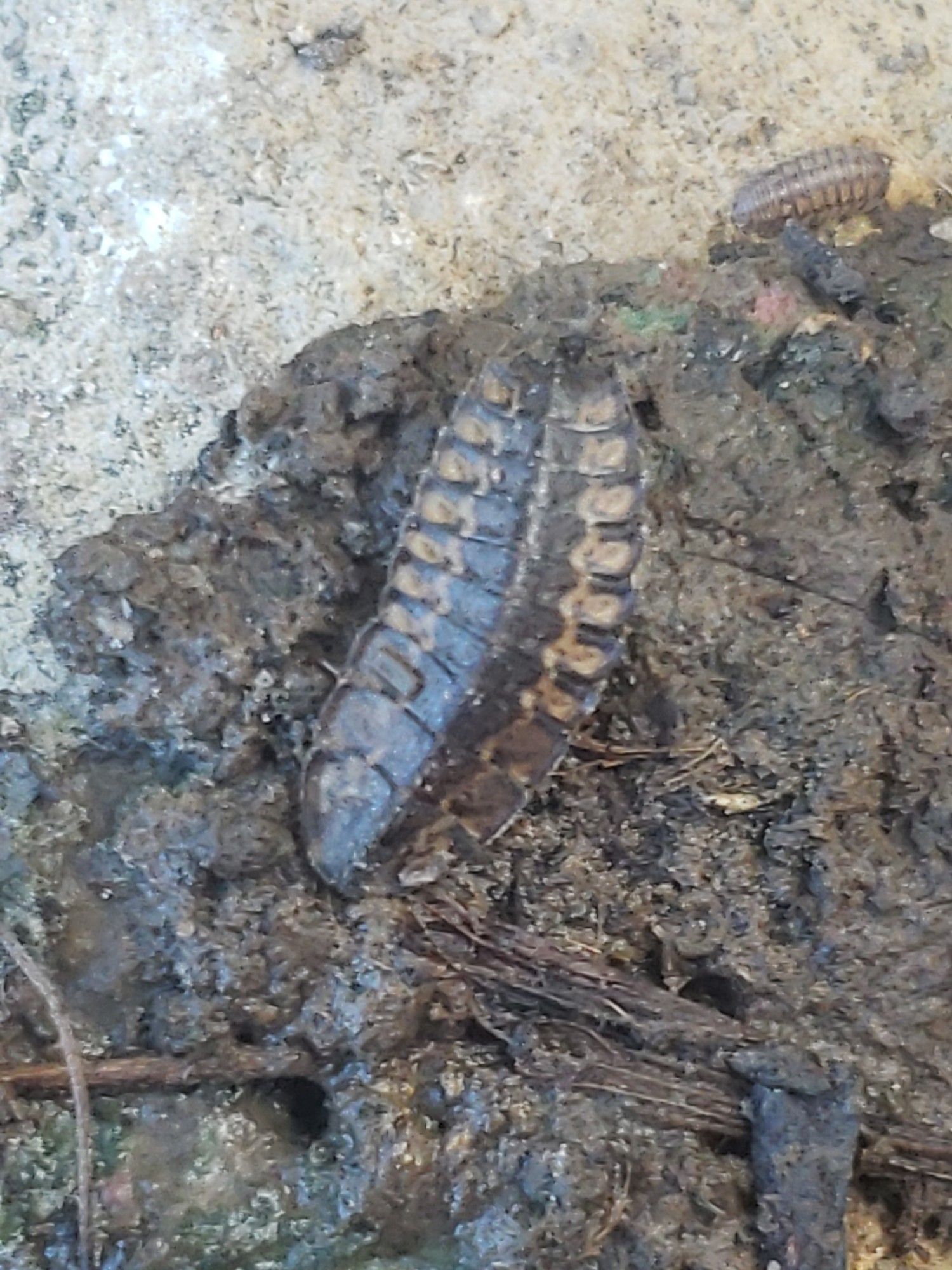 Elongated, very oval, very flat, very large - that nosy pill isopod is about half grown