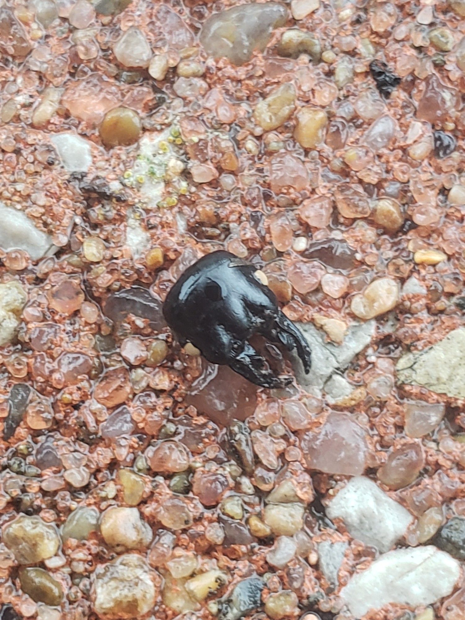 The intact head of a big headed ground beetle, the eyes are white