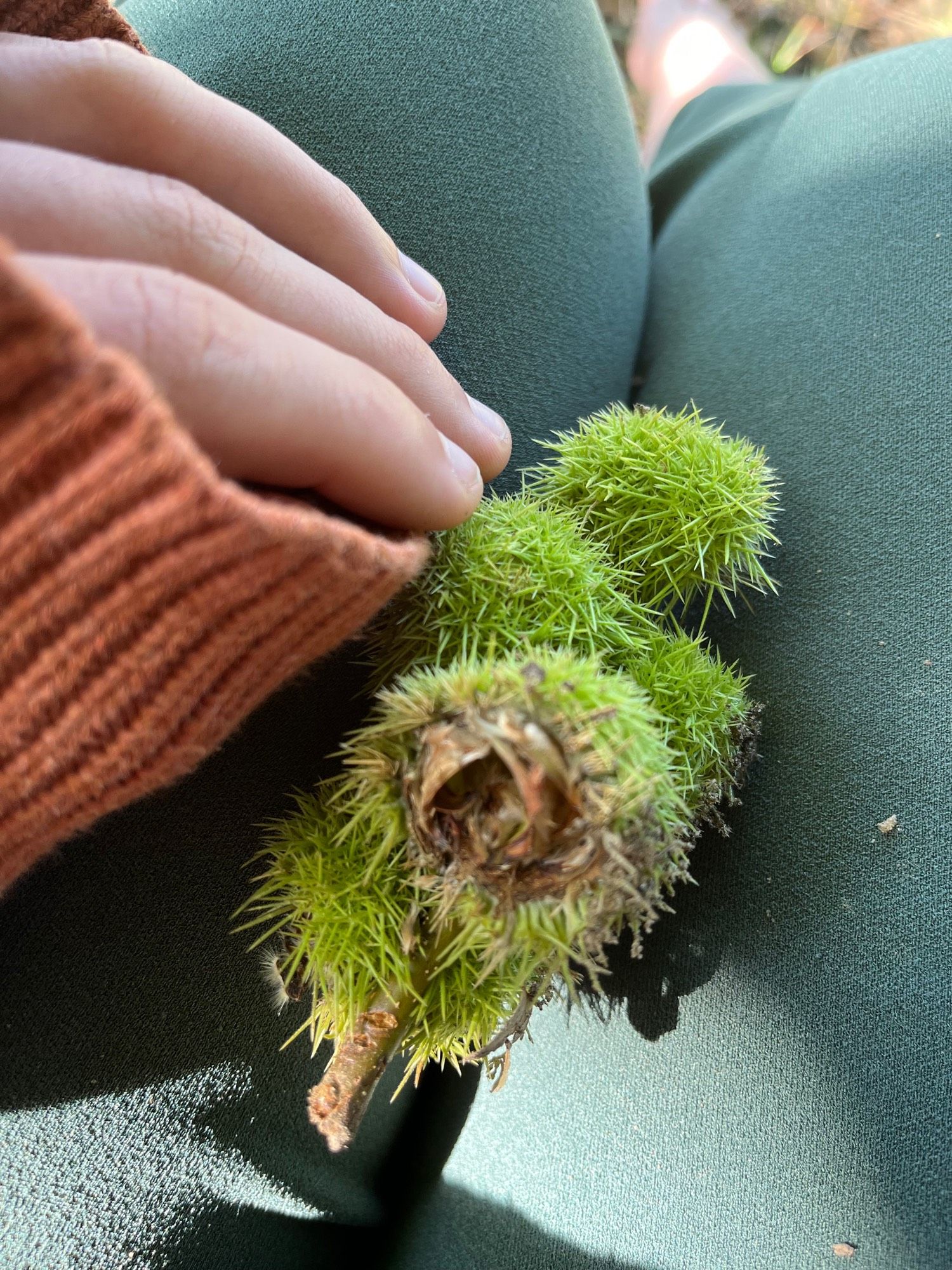 A close up of prickly chestnut shells. Resting on Kate’s knee. She is wearing green pants and the sleeve of a burnt orange jumper is visible