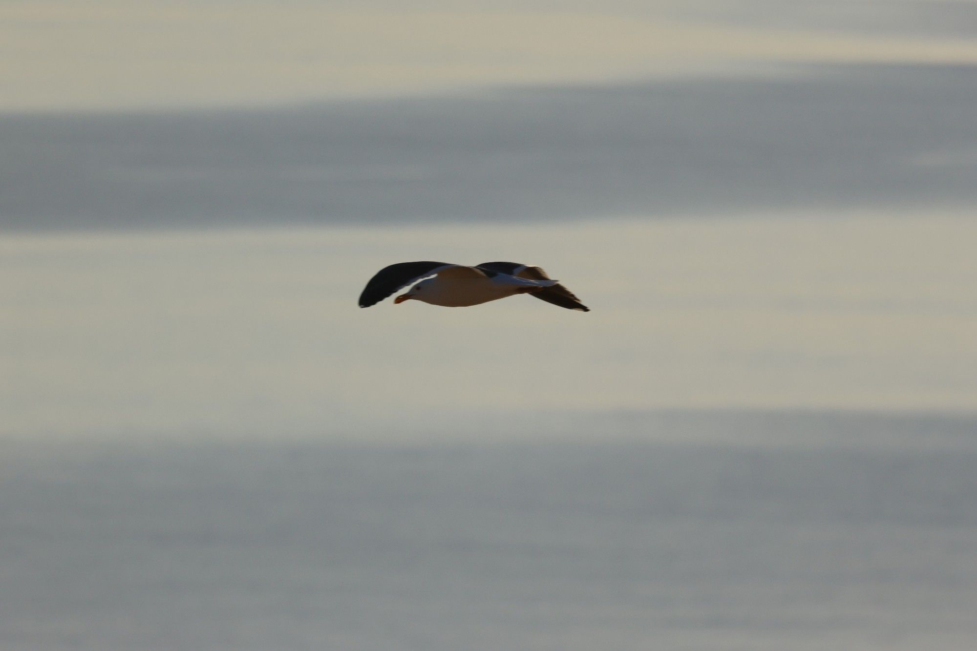 Seagull gliding in flight, left wing framing the head and beak.