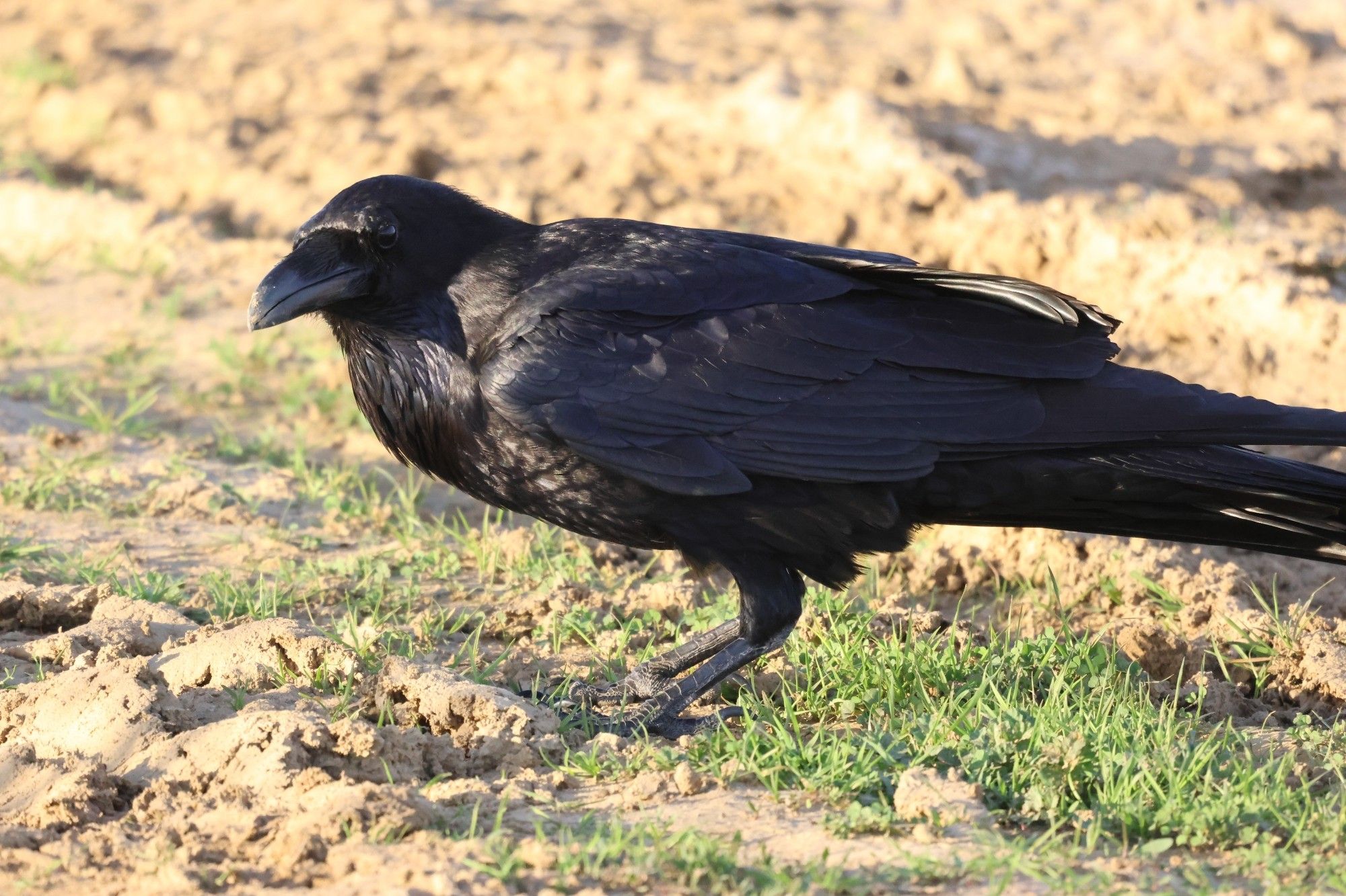 A corvid (crow?) looks towards the camera while standing on the ground, its back nearly horizontal. The background is dried mud and tufts of grass.