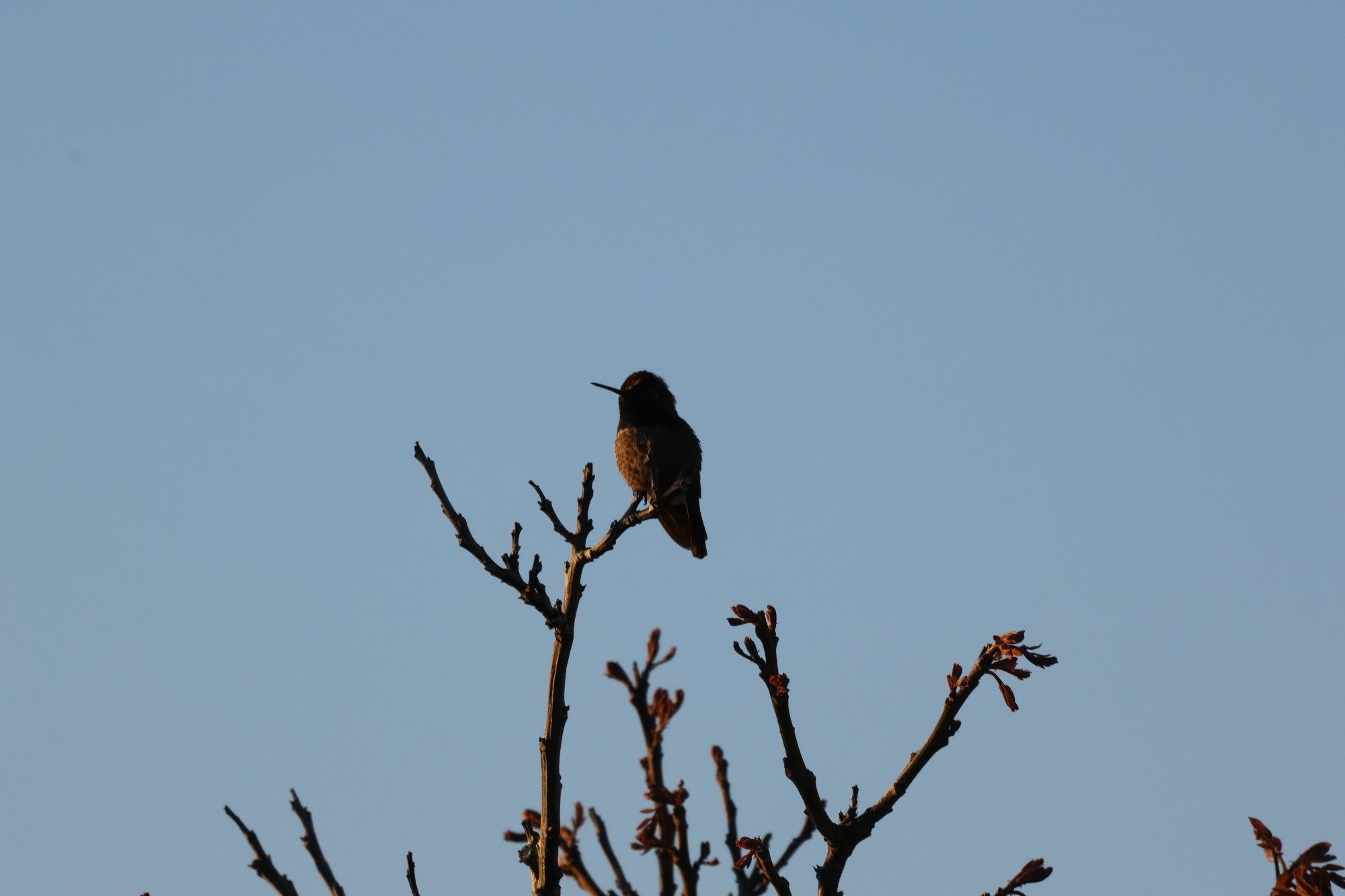 A hummingbird perched on a small branch, most of the bird is in shadow although it's long thin beak is clearly visible pointing to the left.