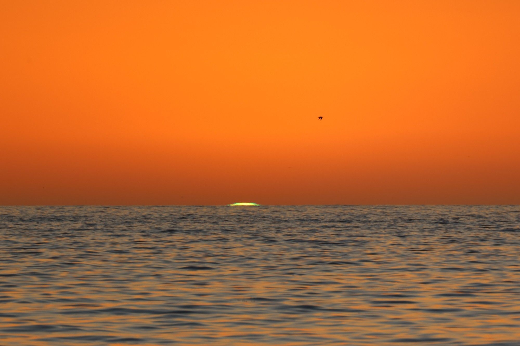 The sun setting over the Pacific ocean with the 'green flash' at the edge of the last sliver of sun before it disappears under the horizon. A solitary bird in flight up and right of the sun.