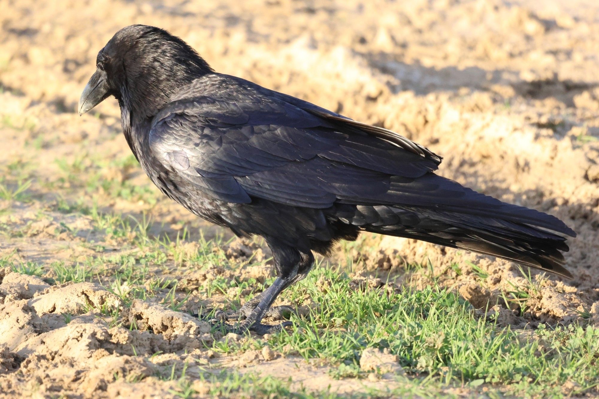 A corvid (crow?) looks away from the camera and down towards the ground standing semi-upright. The background is dried mud and tufts of grass.