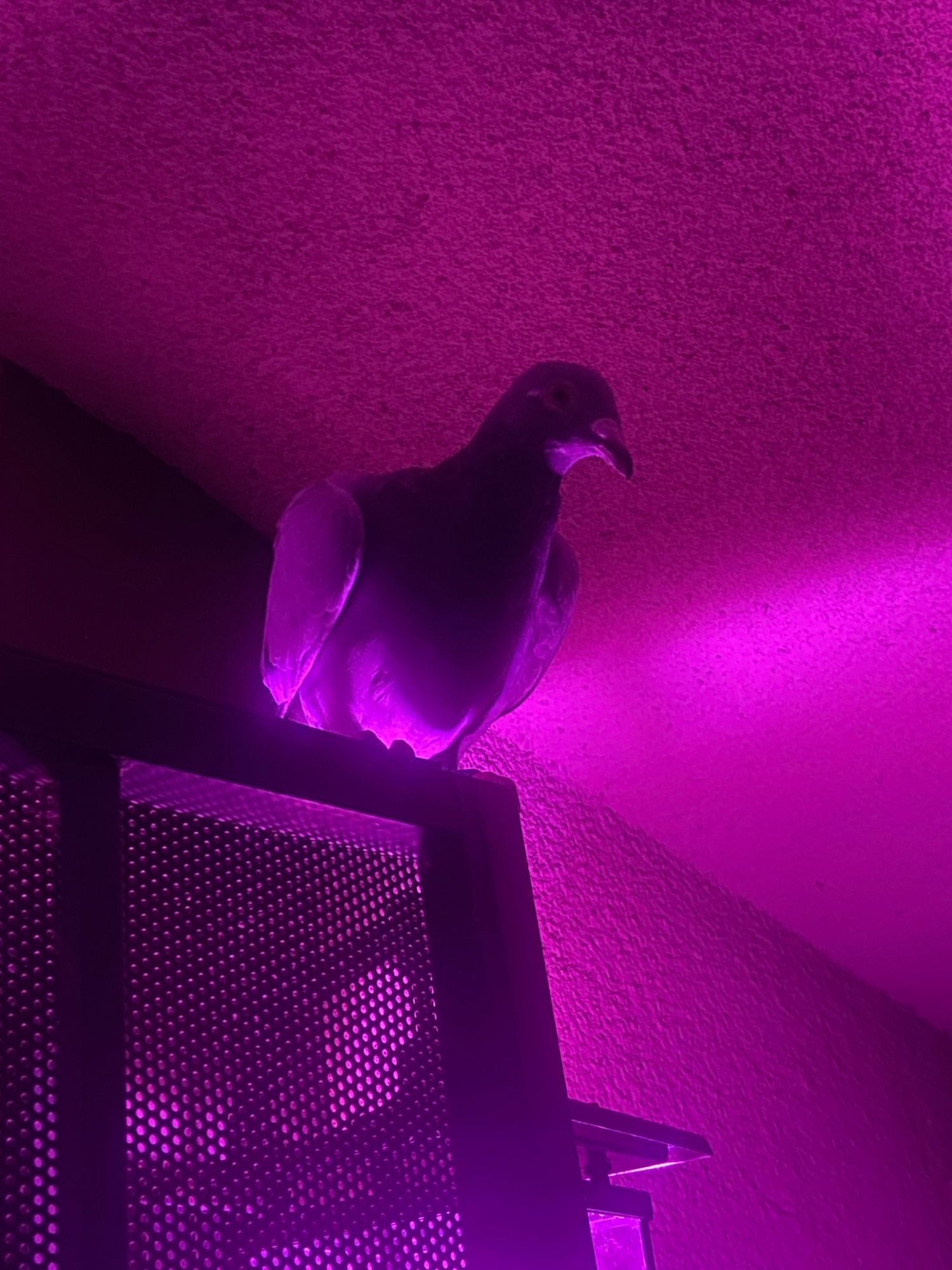 What appears to be a pigeon, perched atop a screen door, bathed in the pink glow of the porchlight