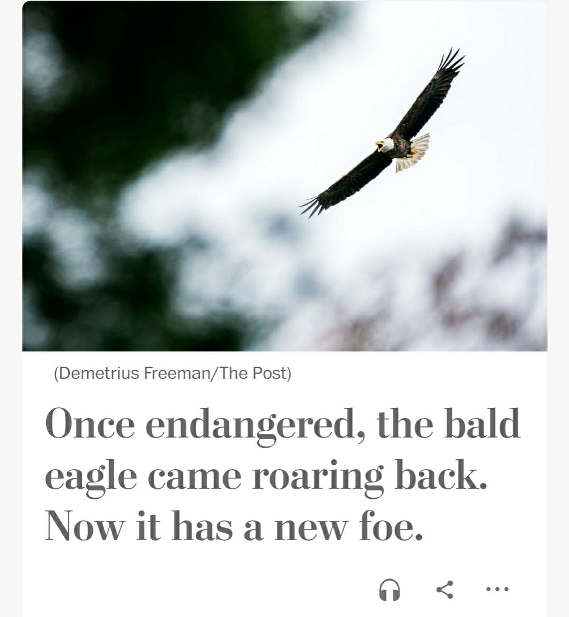 Screen capture of Washington Post headline: "Once endangered, the bald eagle came roaring back. Now it has a new foe."