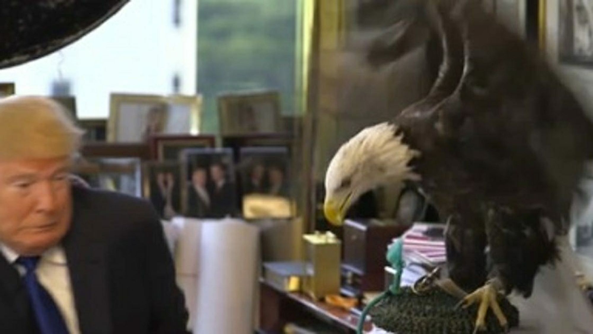 Screenshot from famous video where a bald eagle threatens their mortal enemy, a cringing Donald J. Trump, in his office during the attempted filming of some shitty promo or ad he was making.