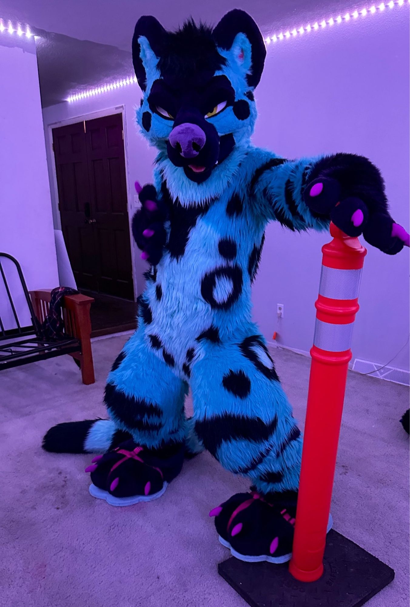 Zenith holding a traffic cone and waiting for you to pet him before you can continue your day. 