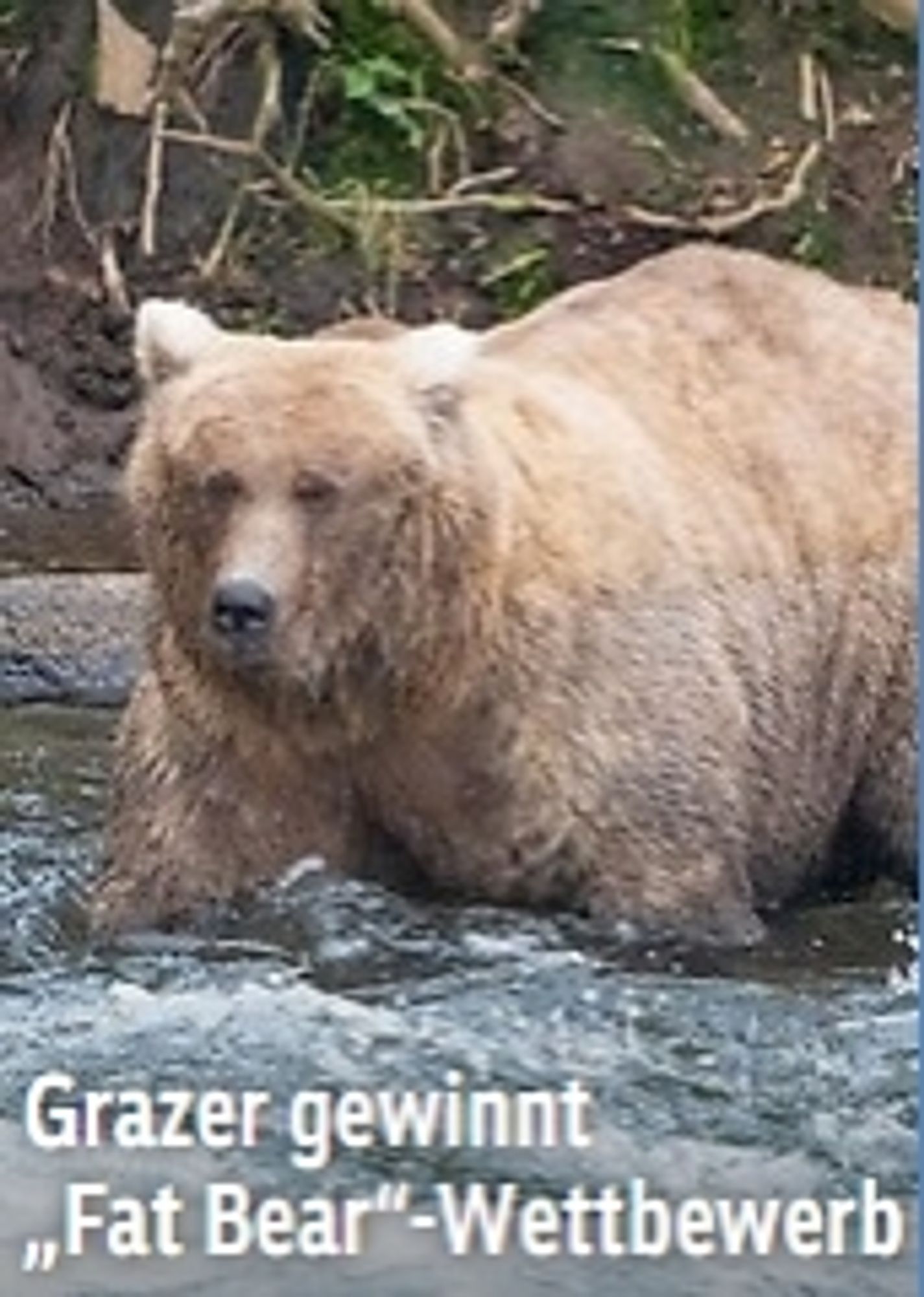 Ein Bär im Wasser. Dazu Schlagzeile "Grazer gewinnt >Fat Bear< Wettbewerb"