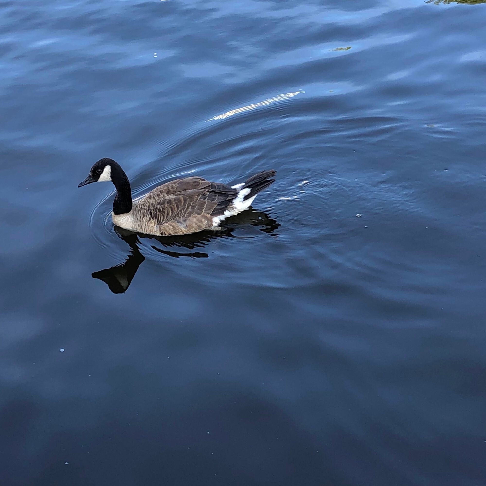 Foto van een Canadese Gans: Een overwegend bruine gans met zwart-witte kop, een zwarte hals en een zwart-wit staartstuk. De gans is midden in beeld rustig drijvend te zien op een donker, bijna zwartgekleurd wateroppervlak. Enkele rimpelingen in het water maar het wateroppervlak is glad genoeg om met name de kop van de gans heel scherp te spiegelen.

Foto gemaakt in Groningen Stad, dobberend op een zeilboot nabij de Oosterhaven, wachtend tot de Trompbrug en andere bruggen opengingen (Staande Mastroute) zodat we uiteindelijk via het Reitdiep naar Lauwersoog konden varen, deels zeilen.

Foto net niet in september gemaakt, dus qua herfst sjoemel ik een beetje, maar ik was niet in de gelegenheid vogels te gaan vangen (voor de lens) vandaag, en vogels zijn zoals gezegd dus sowieso vaak moeilijk vast te leggen met een smartphone.