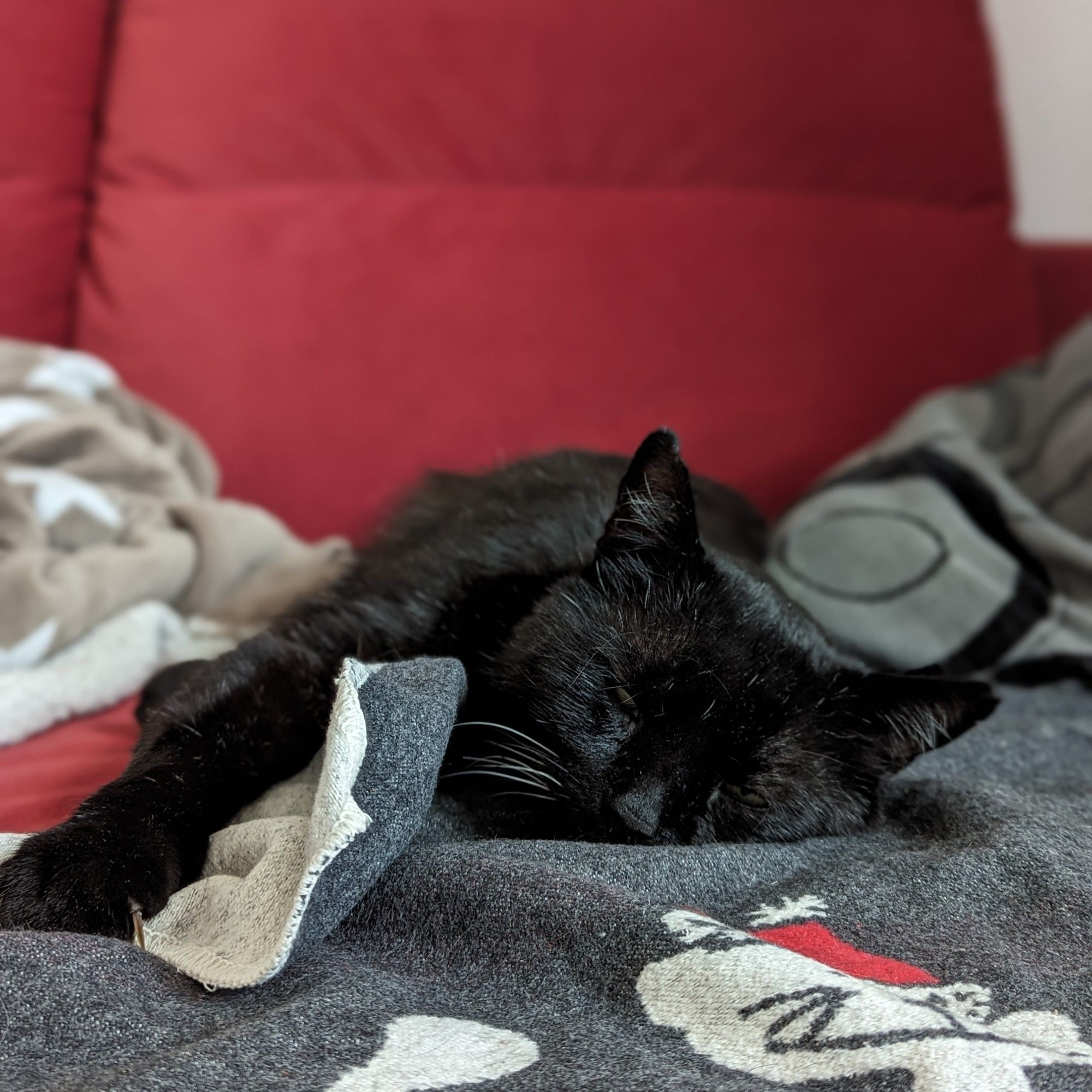 Schwarzer Kater liegt schlafend auf einer Decke auf einem roten Sofa