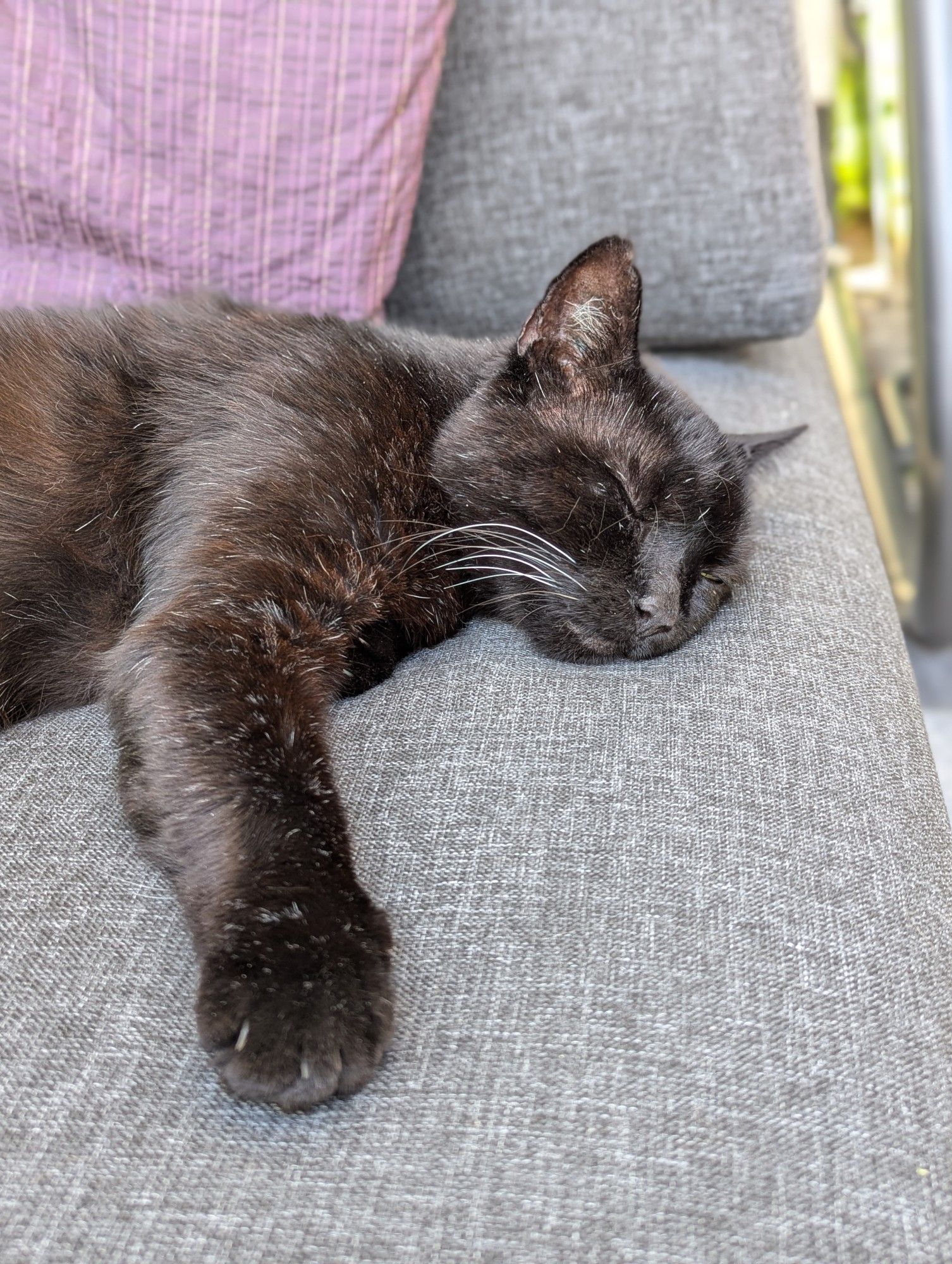 Auf der Gartenlounge schlafender schwarzer Kater