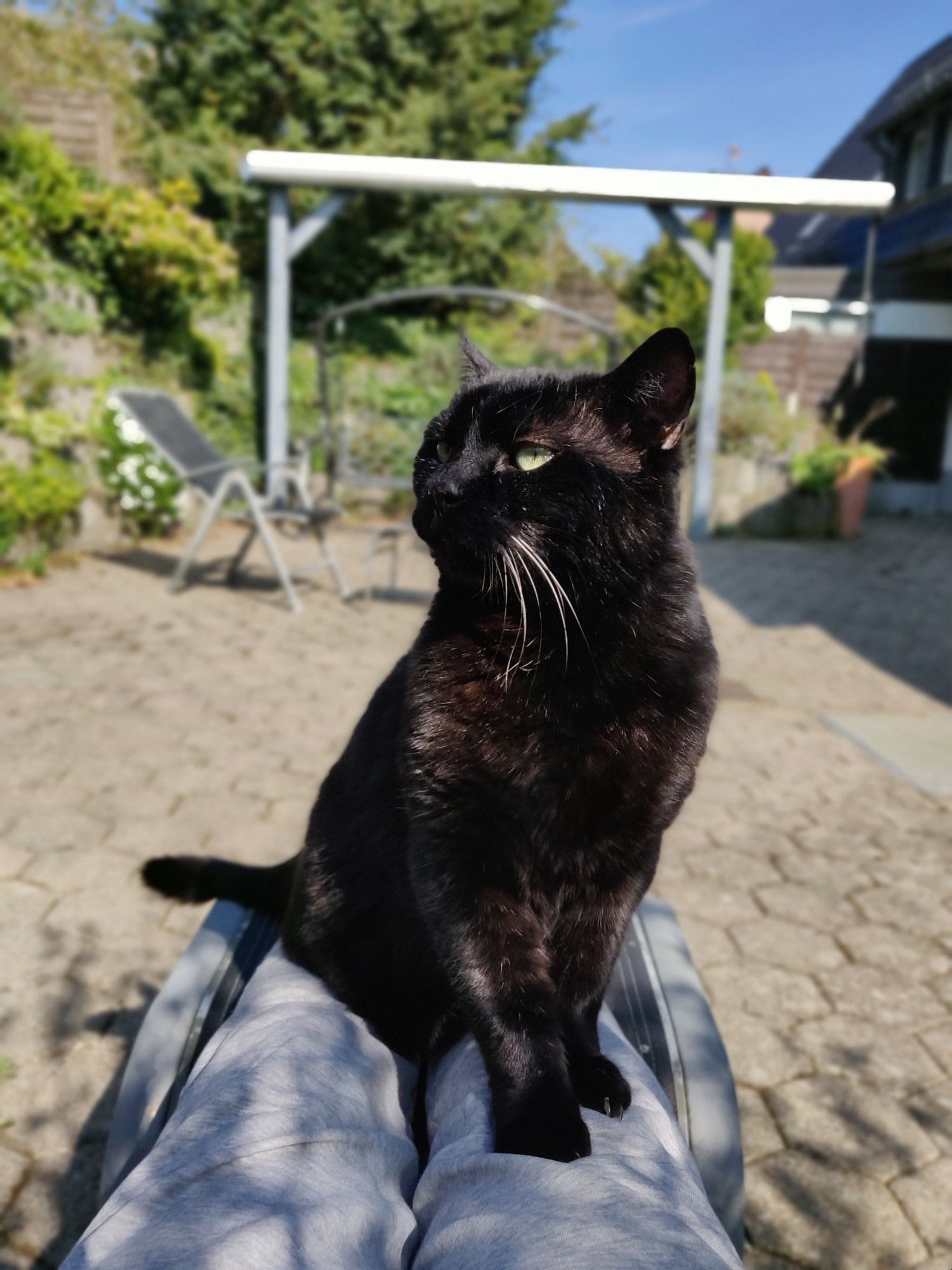 Schwarzer Kater sitzt auf meinem ausgestewckten Beinen.