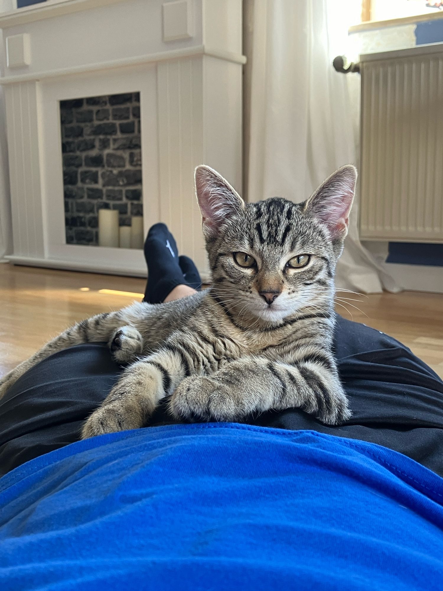 My cat eleven sitting on my while I’m laying on the floor.