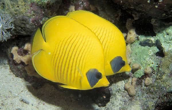 An almost round thing disc of a fish with a pointed snout, all yellow with a blue eye mask and light batting down sides