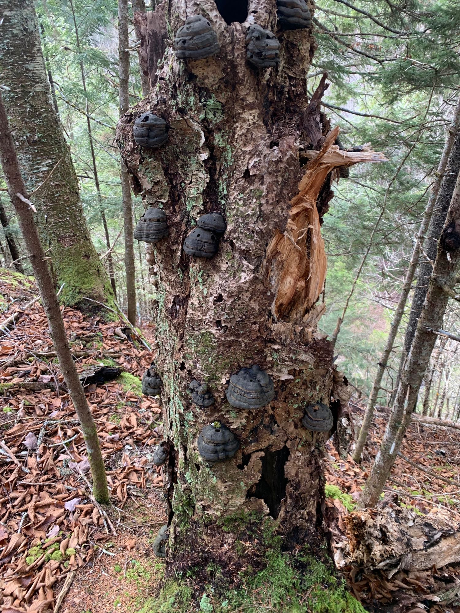 Dead trunk covered in black hooflike fungus.