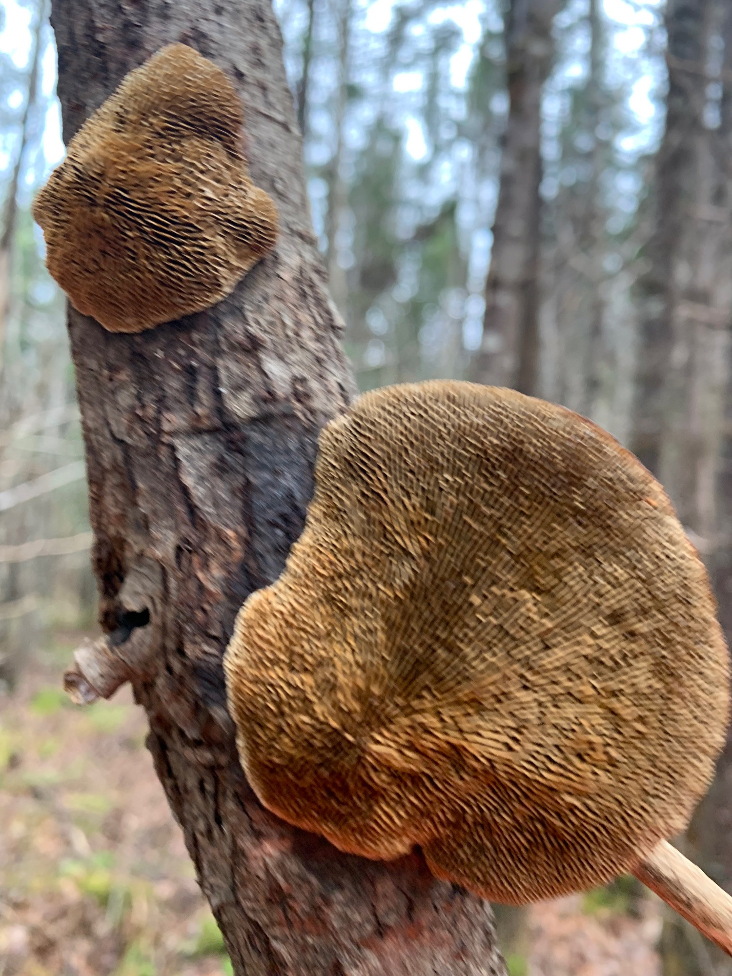 The underside of some fungus growing on a a stick that was on the ground. The stick is being held up to take the picture and it turned out blurry but you can still see the hectic gill pattern.