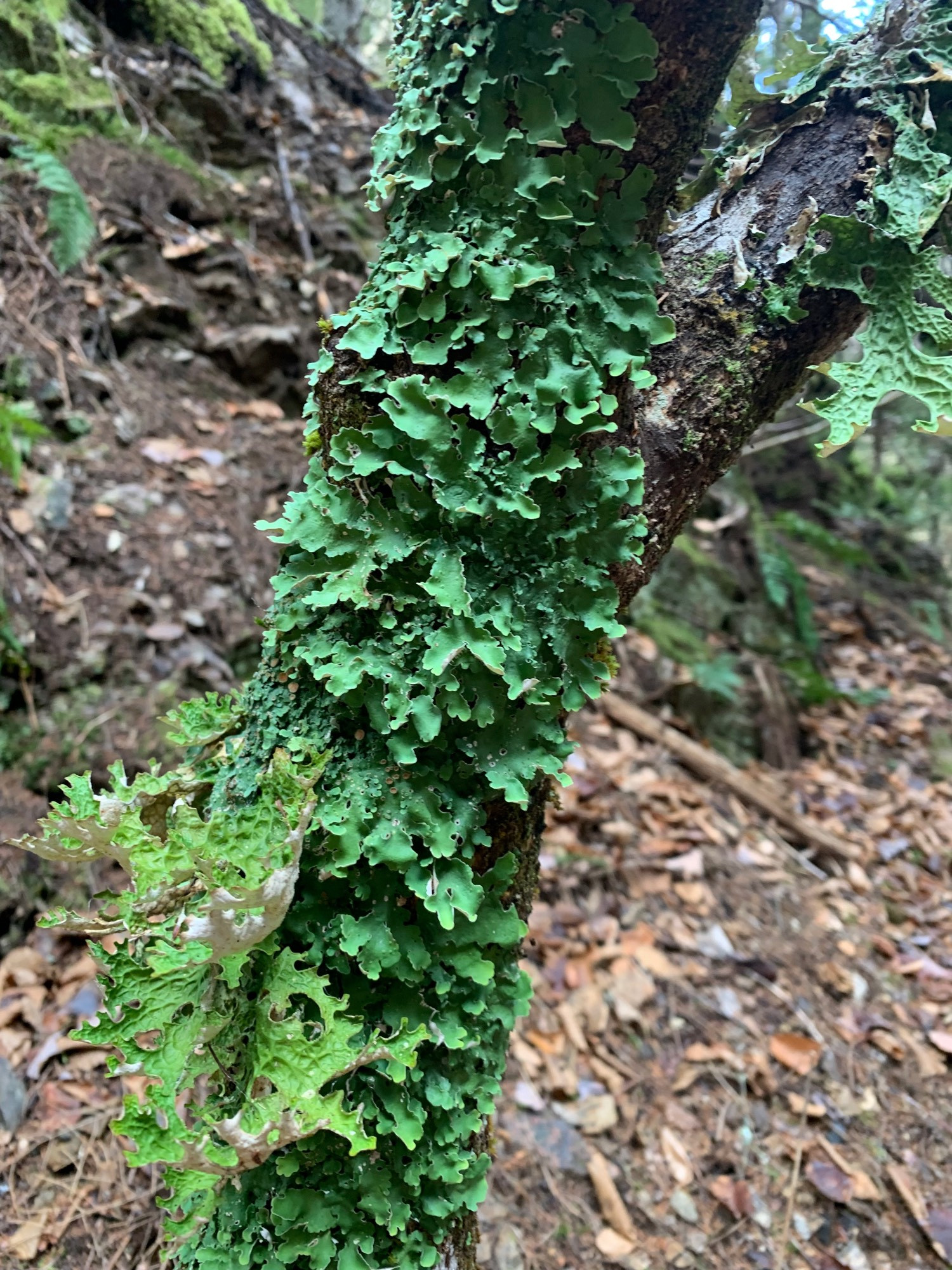 Some leafy lichen growing on a tree. Much more vibrant a green than any others I'd seen in the area.