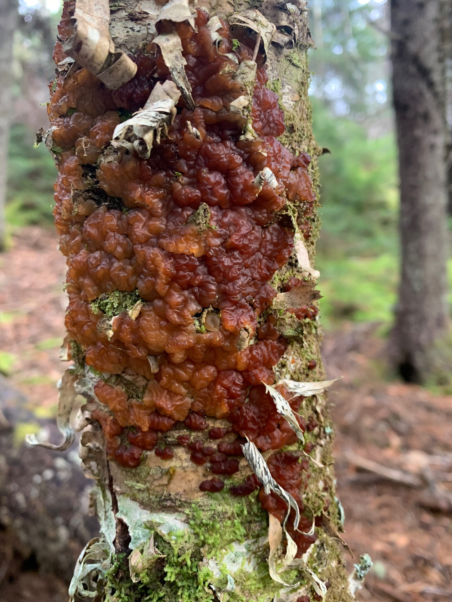 Goopy red growth on a small tree trunk. Looks like smushed bakeapples.