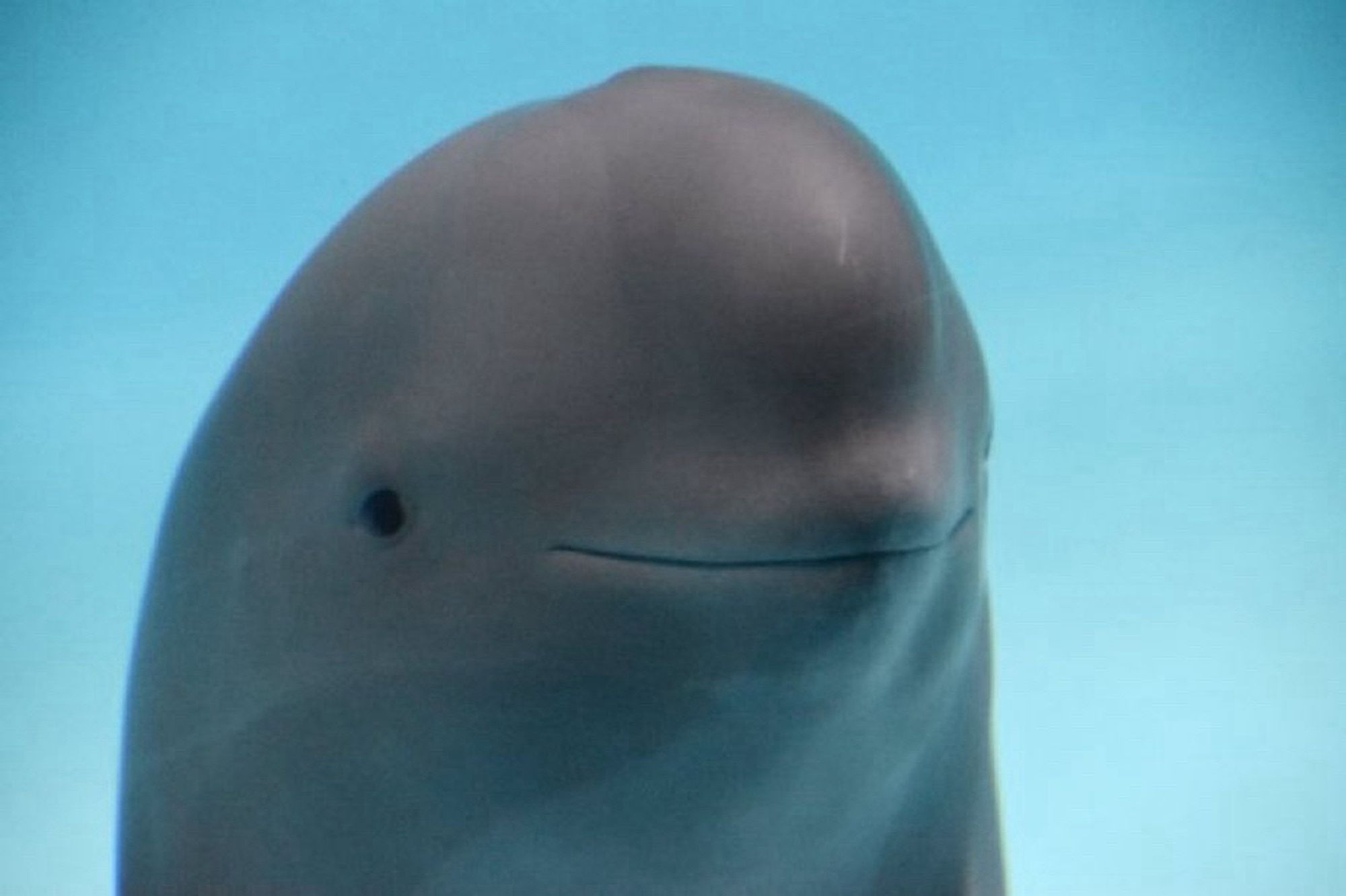 a beluga with this facial expression: .____.