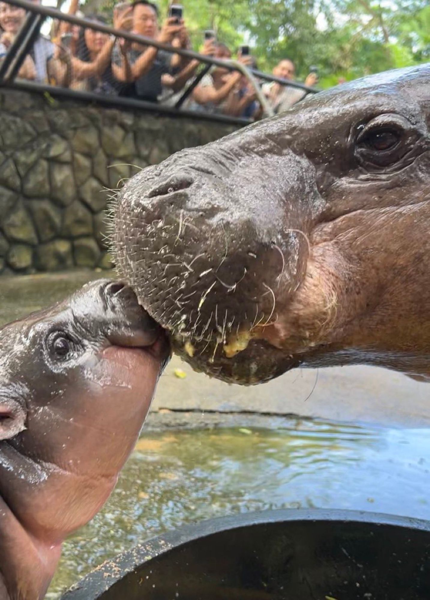 IT'S MOO DENG, THE ADORABLE BABY HIPPO THAT'S TAKEN THE INTERNET BY STORM, KISSING HER MOM