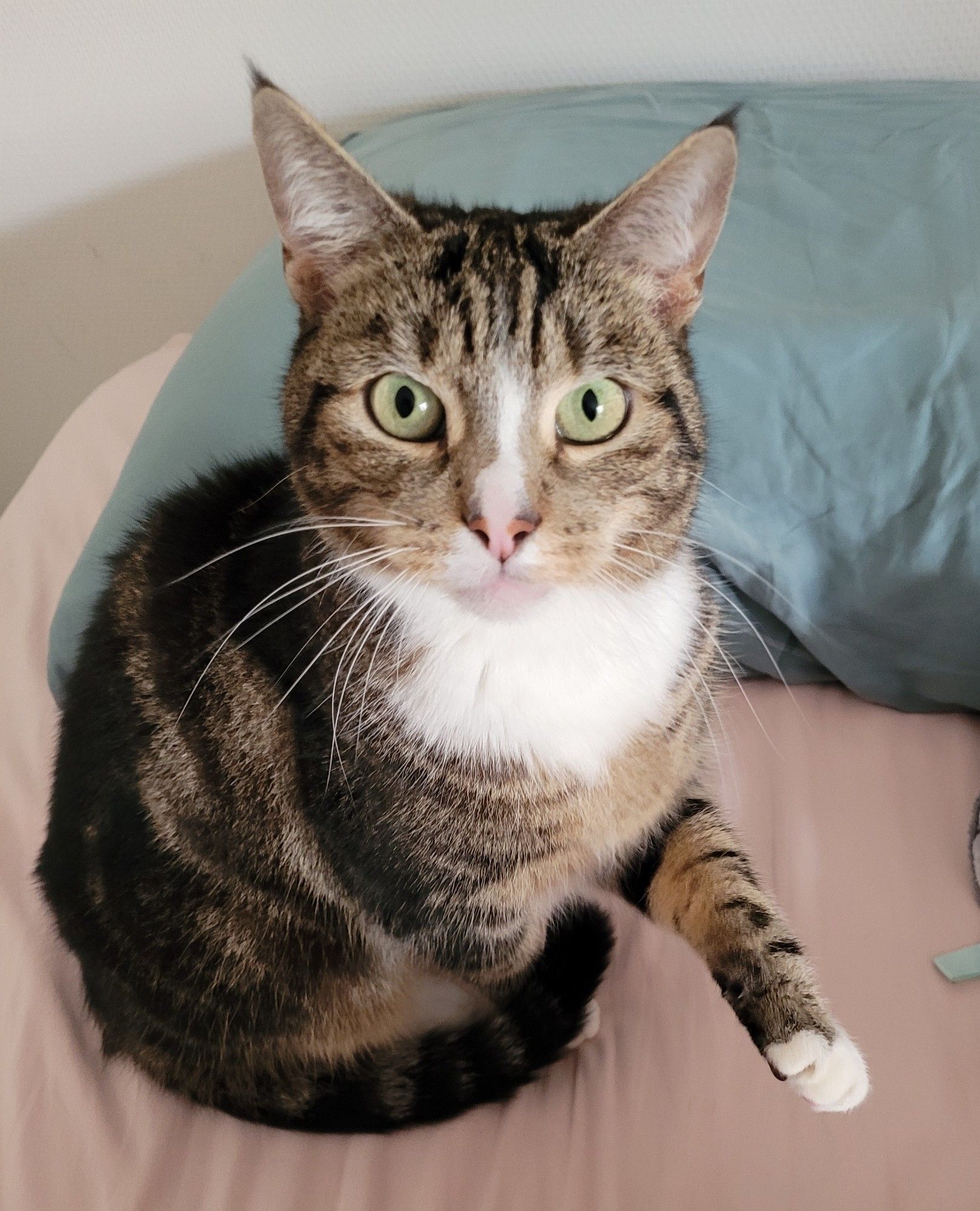 a tabby cat with a white patch on her chest and nose, on top of my bed looking up at with while sticking out her paw