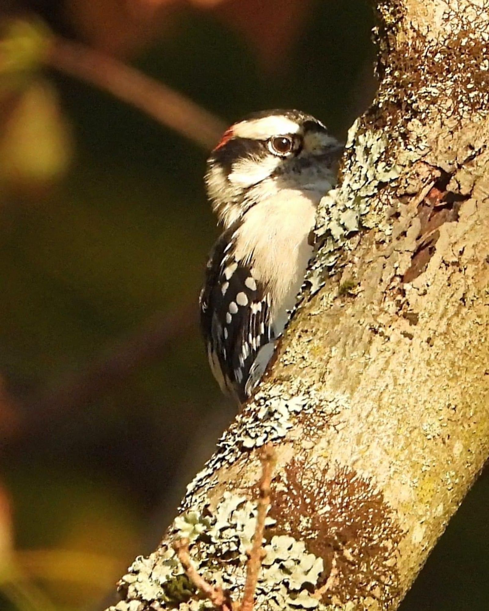 Downy woodpecker on a tree branch