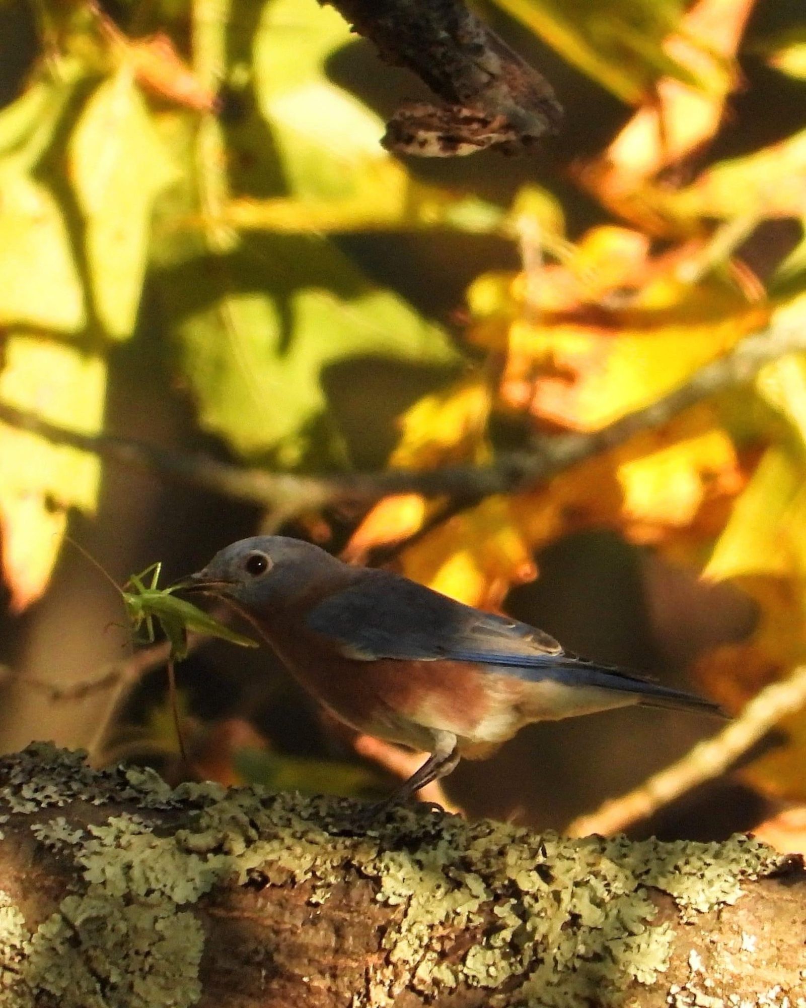 Eastern bluebird eating a leaf 