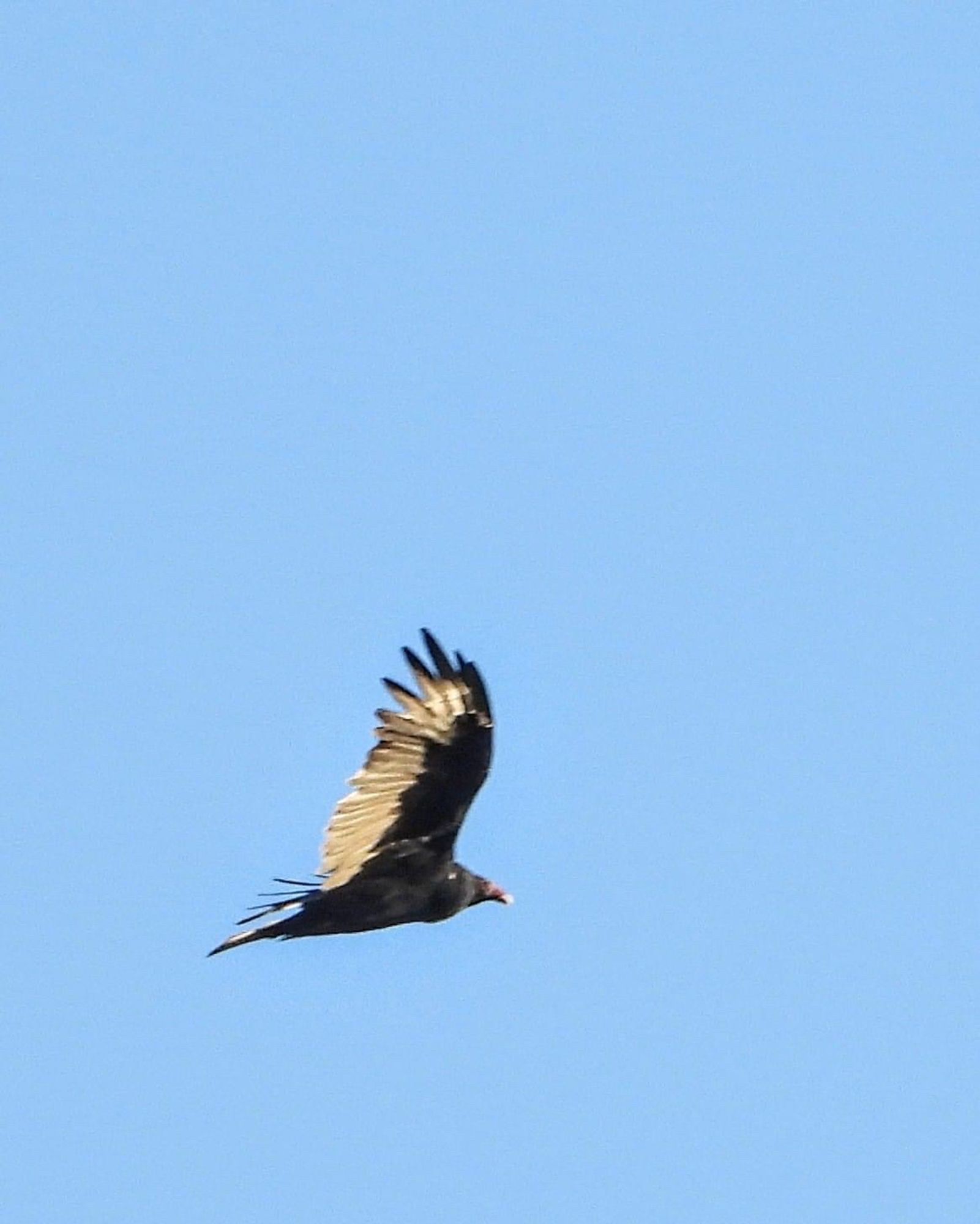 Turkey vulture soaring