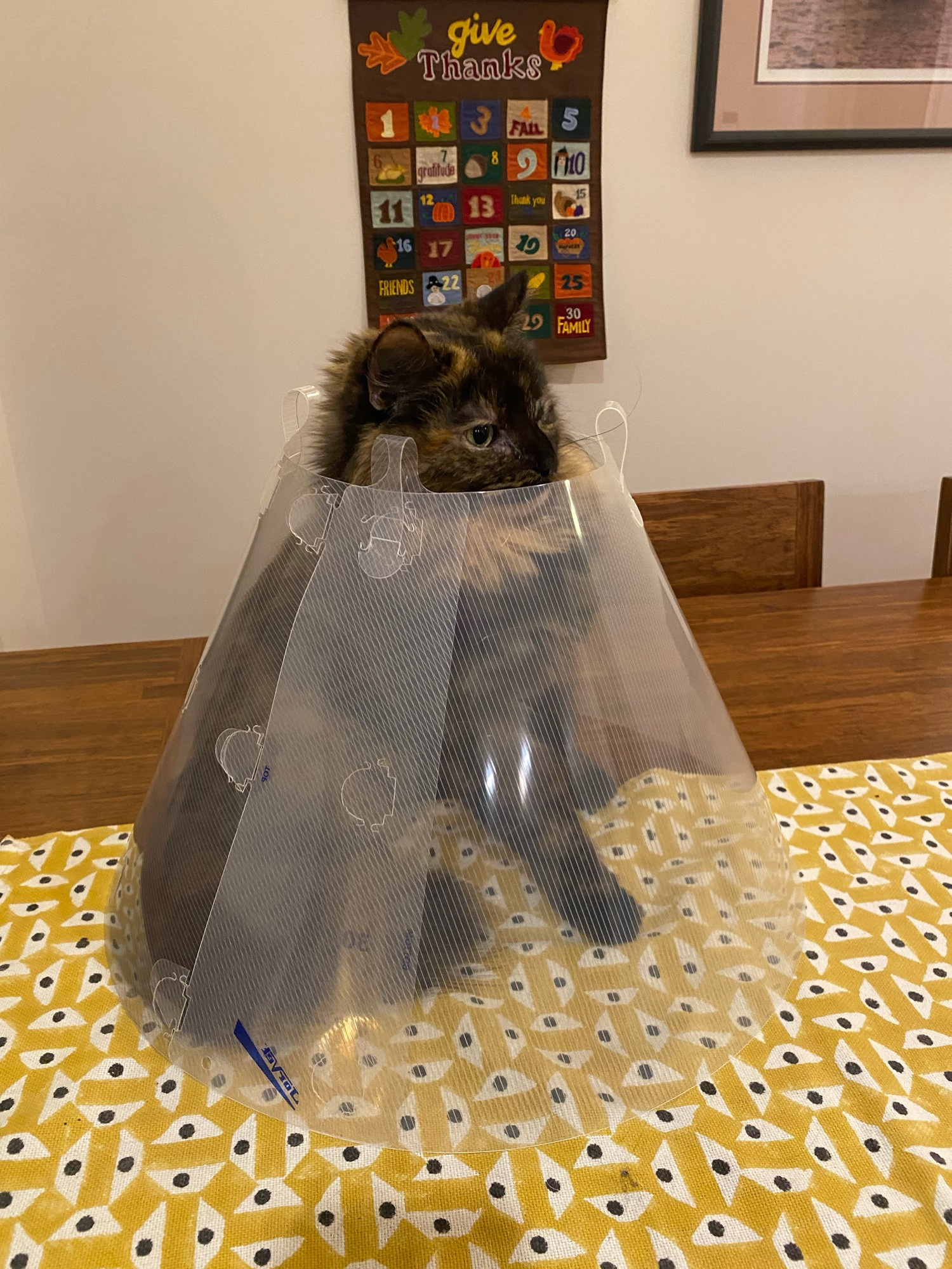 A cat sitting in dog’s cone of shame