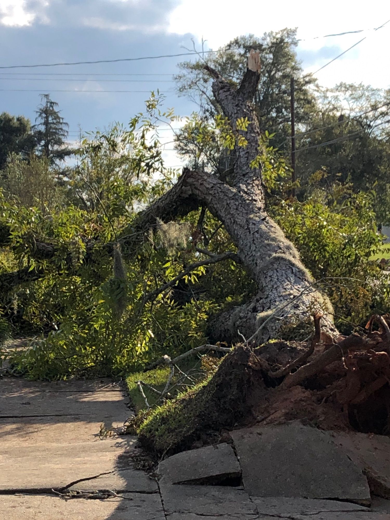 A large tree has fallen