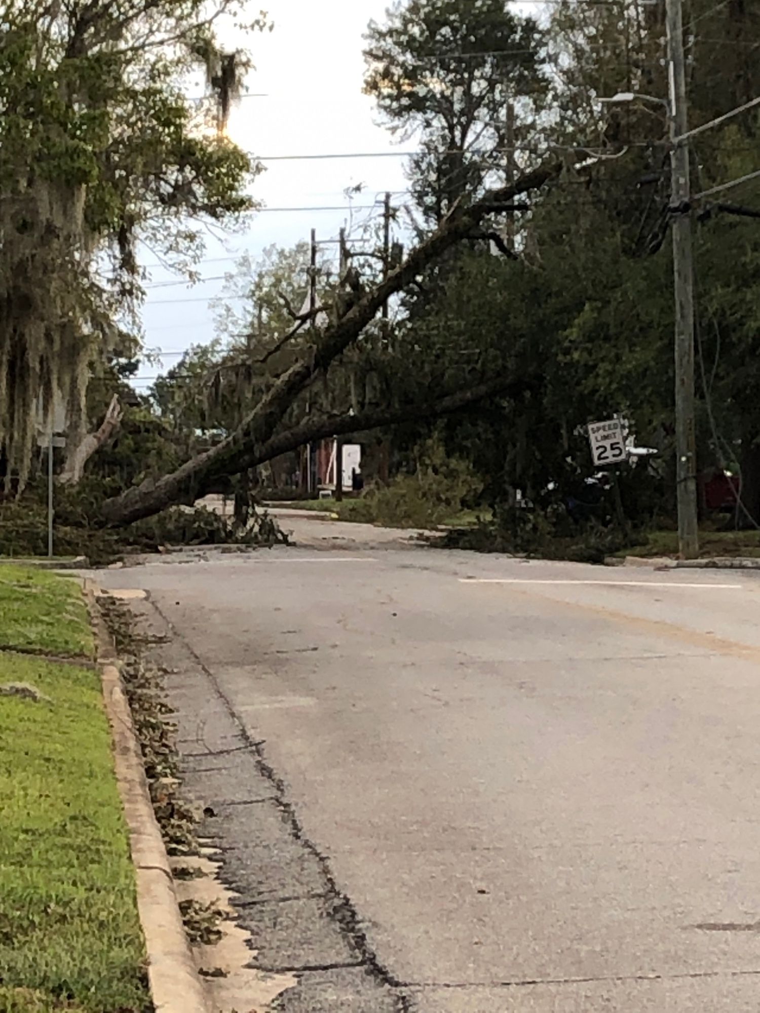 A large tree has fallen