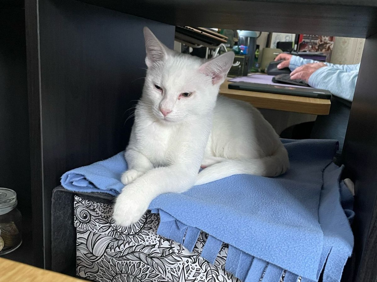 Twiglet, our new feline correspondent, a fourteen week old white kitten with pink ears, serving serious paw work