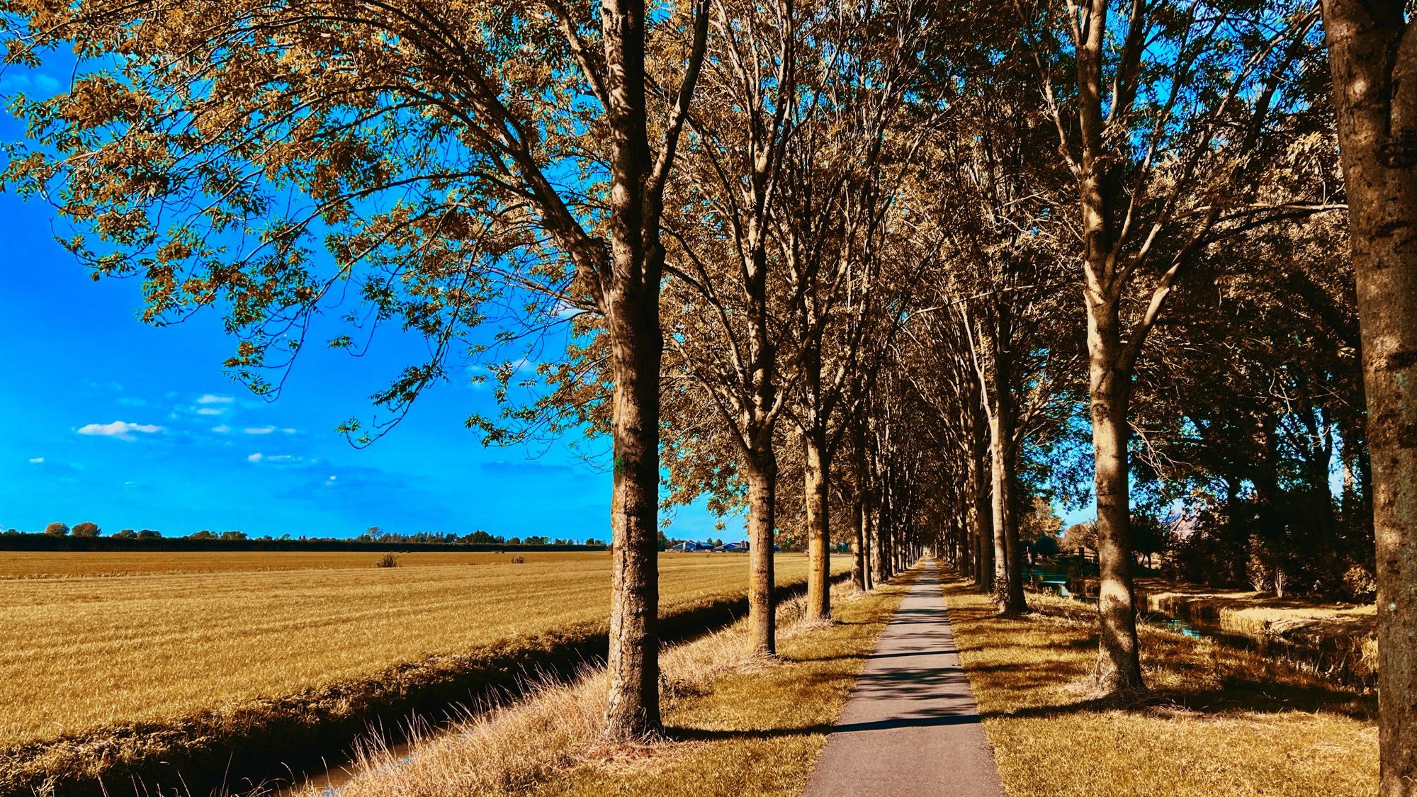 Polderzicht met een lijntje met bomen