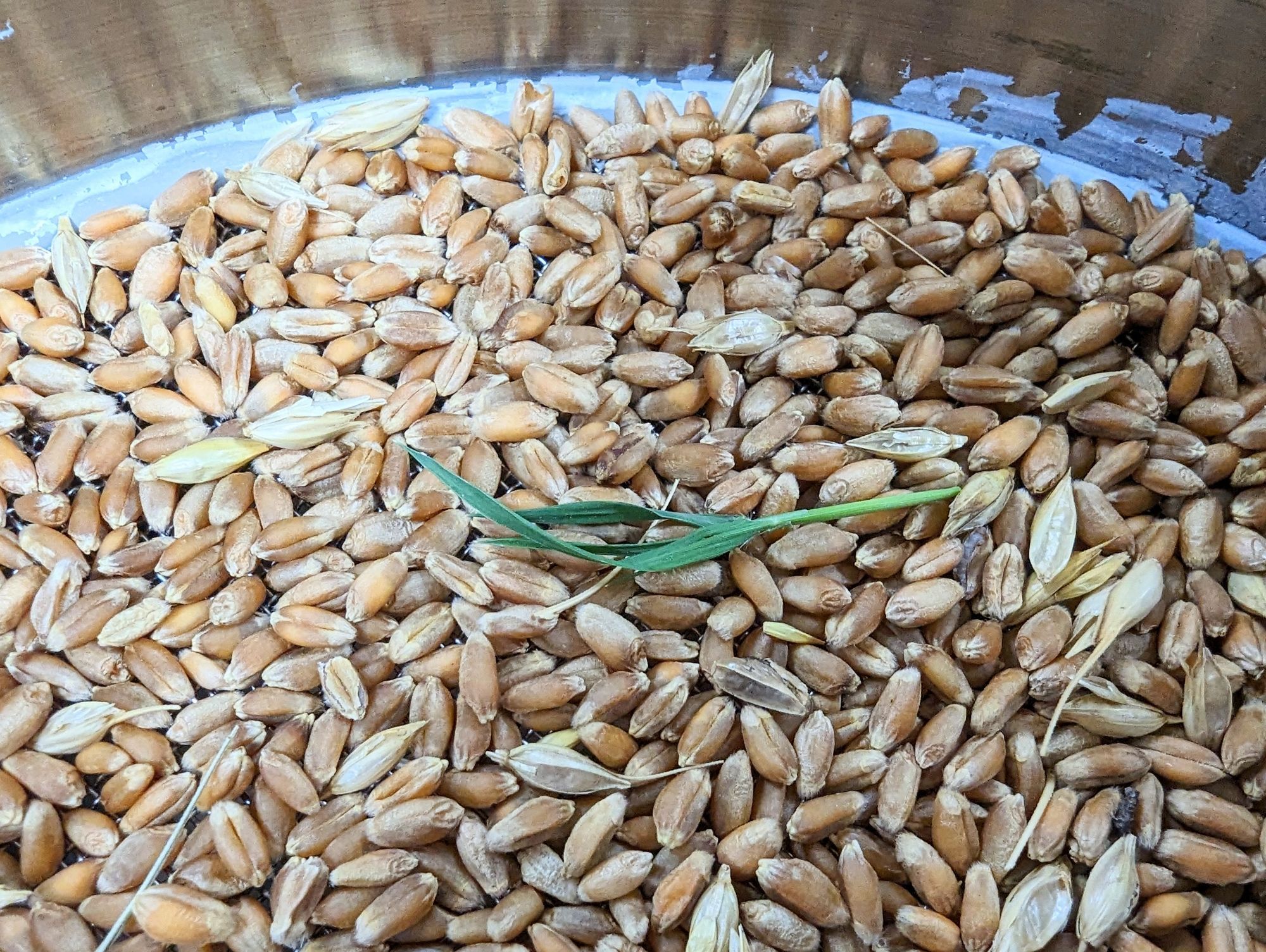 Spillage sample with mostly wheat and small sprig of green.