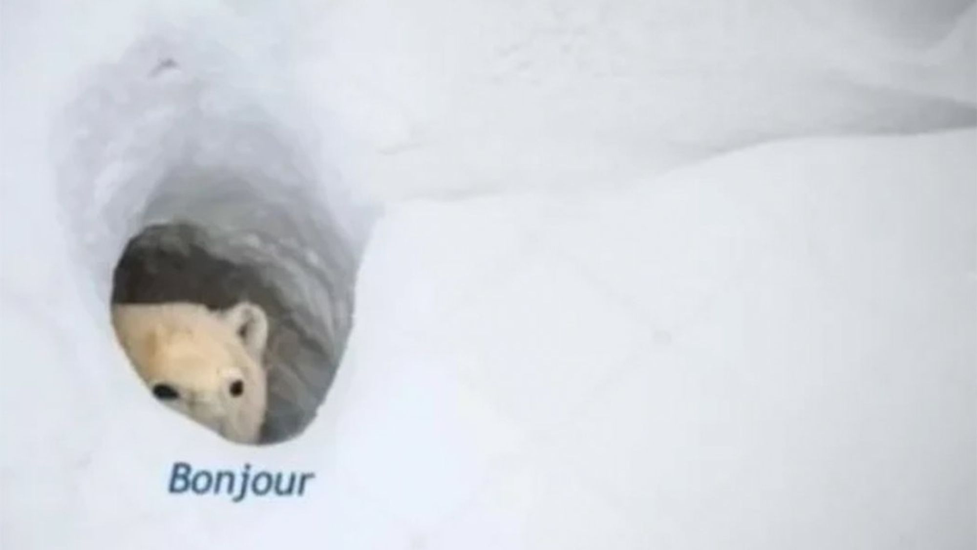 a photo of a polar bear, his head barely peeking out from a hole in the snow. Just below, a caption reads 'Bonjour'