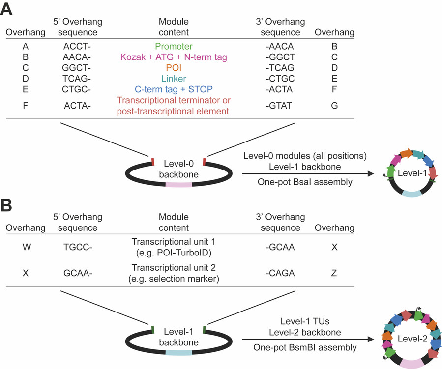 A two part schematic of the assembly vectors used in the T2A split/link TurboID kit. Part A is a table listing the makeup of the Level-0 plasmids. The column headings are Overhang, 5’ Overhang sequence, Module content, 3’ Overhang sequence, and Overhang. Row one is A, ACCT-, Promoter, -AACA, B. Row two is B [will not repeat overhang sequence], Kozak + ATG + N-terminal tag, -GGCT, C. Row three is C, POI, -TCAG, D. Row four is D, Linker, -CTGC, E. Row five is E, C-terminal tag + STOP, -ACTA, F. The final row is F-, Transcriptional terminator or post-transcriptional element, -GTAT, G. The Level-0 modules (all positions) and the Level-1 backbone, in a one-pot BsaI assembly, form the Level-1 plasmid containing the six modules. Part B contains a table with the same headings. Row one is W, TGCC-, Transcriptional unit (TU)1 (e.g. POI-TurboID), -GCAA, X. The final row is X, Transcriptional unit 2 (e.g. selection marker), -CAGA, Z. The Level-1 TUs and the Level-2 backbone, in a one-pot BsmBI ass