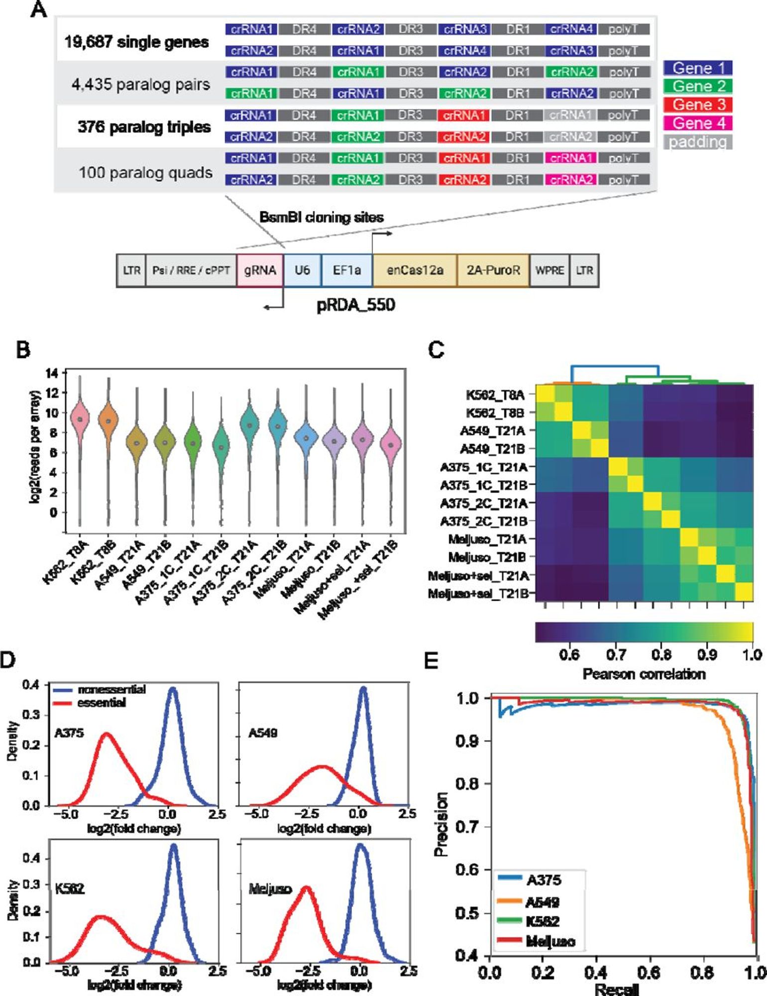 Figure from Anvar et. al 2023. (A) Inzolia human whole-genome library targets single genes and paralog pairs, triples, and quads with arrays of 4 Cas12a gRNA. Each gene or gene family is targeted by two arrays encoding the same gRNA in different order. Commercially synthesized oligo pools are cloned into the one component pRDA_550 lentiviral vector; schematic created in Biorender. (B-F) Screening in K562 CML cells and A459 lung cancer cells. (B) Read cou ts from the plasmid and experimental timepoints after lentiviral transduction. (C) Correlation of sample read counts. Endpoint replicates are highly correlated. (D) Fold change distributions of arrays targeting reference essential (red) and nonessential genes (blue) in four cell lines. (E) Precision/recall analysis from ranked mean fold change of arrays targeting each gene, calculated against reference essential and nonessential genes.