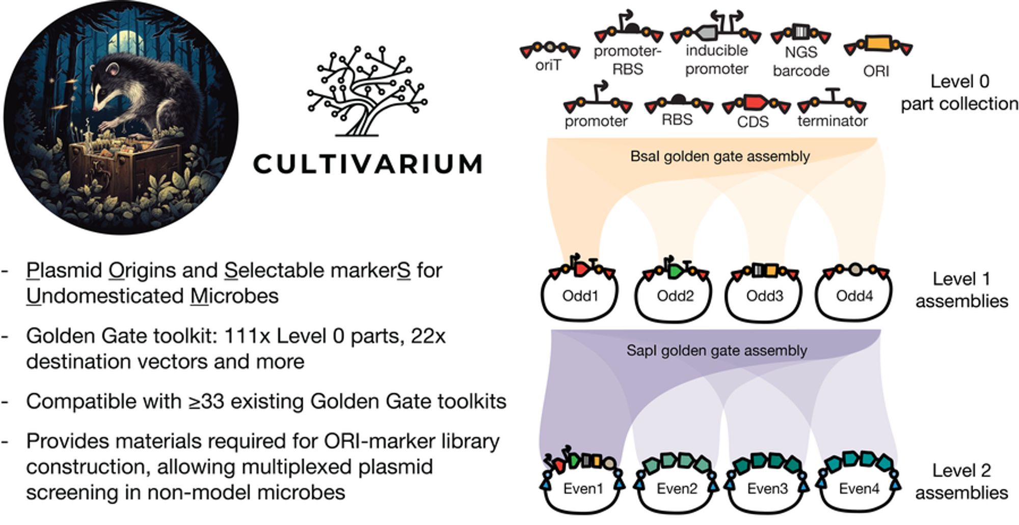 Schematics of kit plasmids and overview. &quot;Level 0 part collection&quot; includes: oriT, promoter-RBS, inducible promoter, NGS barcode, ORI, promoter, RBS, CDS, and terminator parts. These parts are combined via BsaI golden gate assembly into ;Level 1 assemblies: Odd1, Odd2, Odd3, and Odd4. These assemblies are further combined via SapI golden gate assembly into ;Level 2 assemblies: Even1, Even2, Even3, Even4.