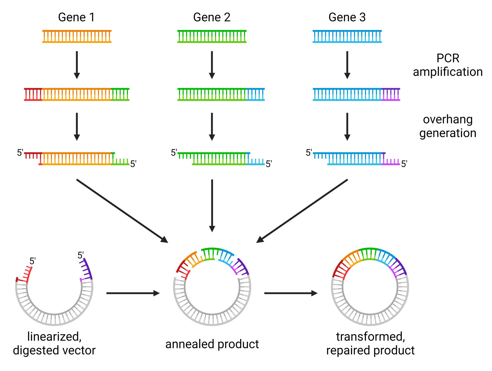 Schematic of multicomponent assembly with SLIC. Multiple fragments are PCR amplified to add 5′ and 3′ homology regions to the adjacent fragment or vector. 5′ overhangs are generated on all fragments and vector, specifying the order of assembly, and all products are annealed. The recombination intermediate is transformed into bacteria, which repair the plasmid.