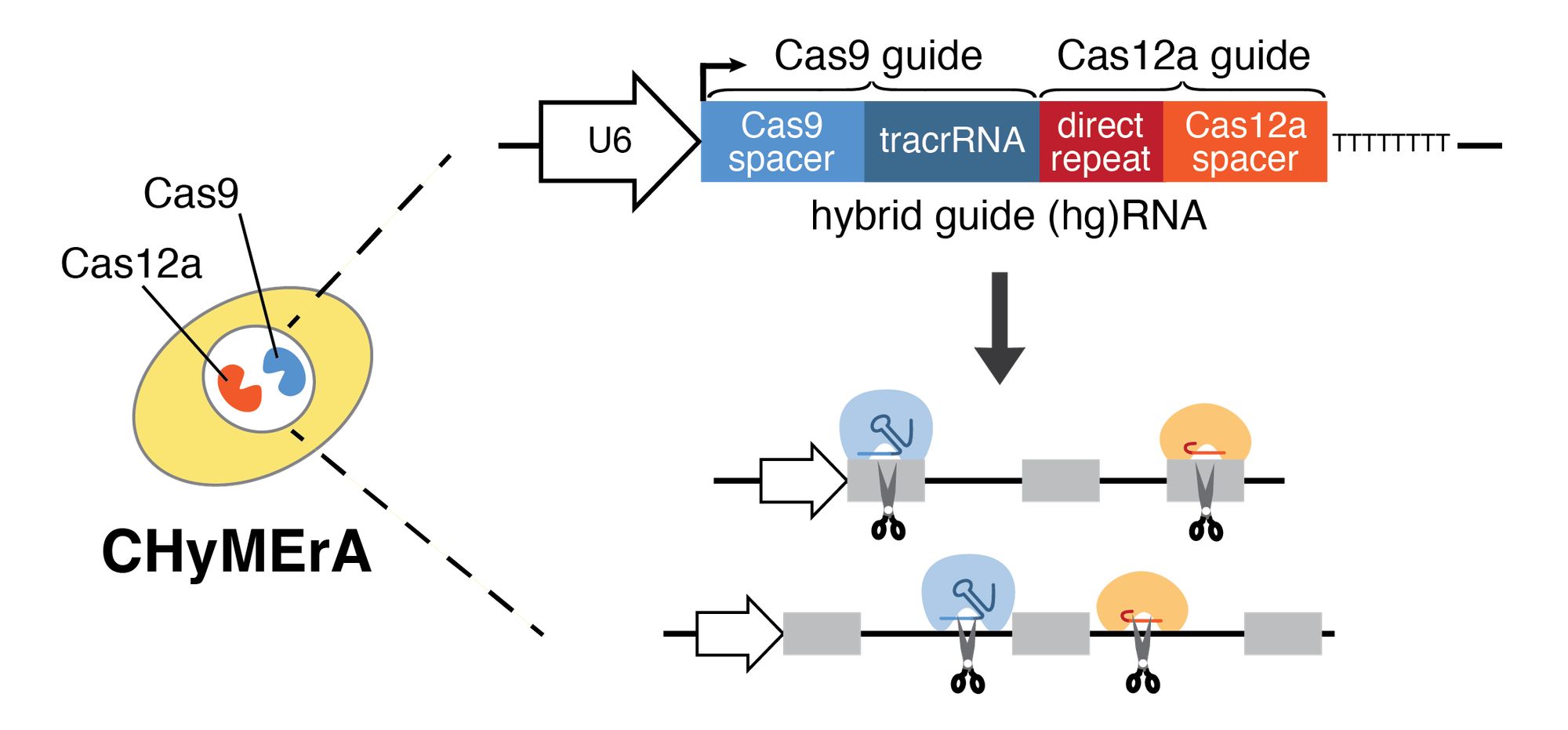 A diagram depicts a cell expressing both Cas12a and Cas9 nucleases. Lines indicate that we are looking at a magnified view of the nucleus. The schematic structure of the hgRNA is shown, consisting of a U6 promoter, Cas9 guide (Cas9 spacer and tracrRNA), and Cas12a guide (direct repeat and Cas12a spacer). An arrow points from the hgRNA to a diagram in which Cas9 hgRNA or Cas12a hgRNA complexes are bound to target DNA. Scissors show cut sites within exons or flanking an exon.