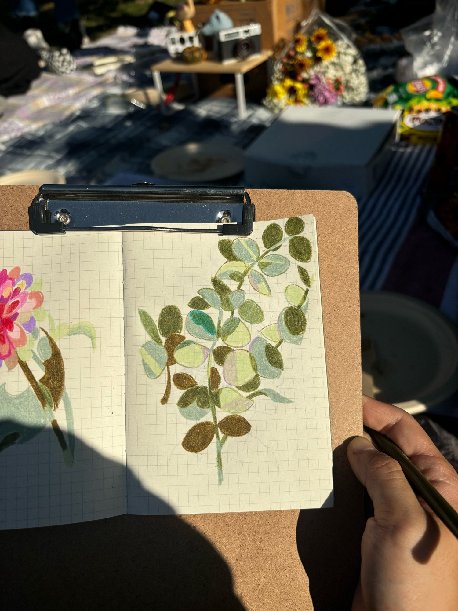 photo of a half-shaded sketchbook page with a plant drawing in colored pencil.