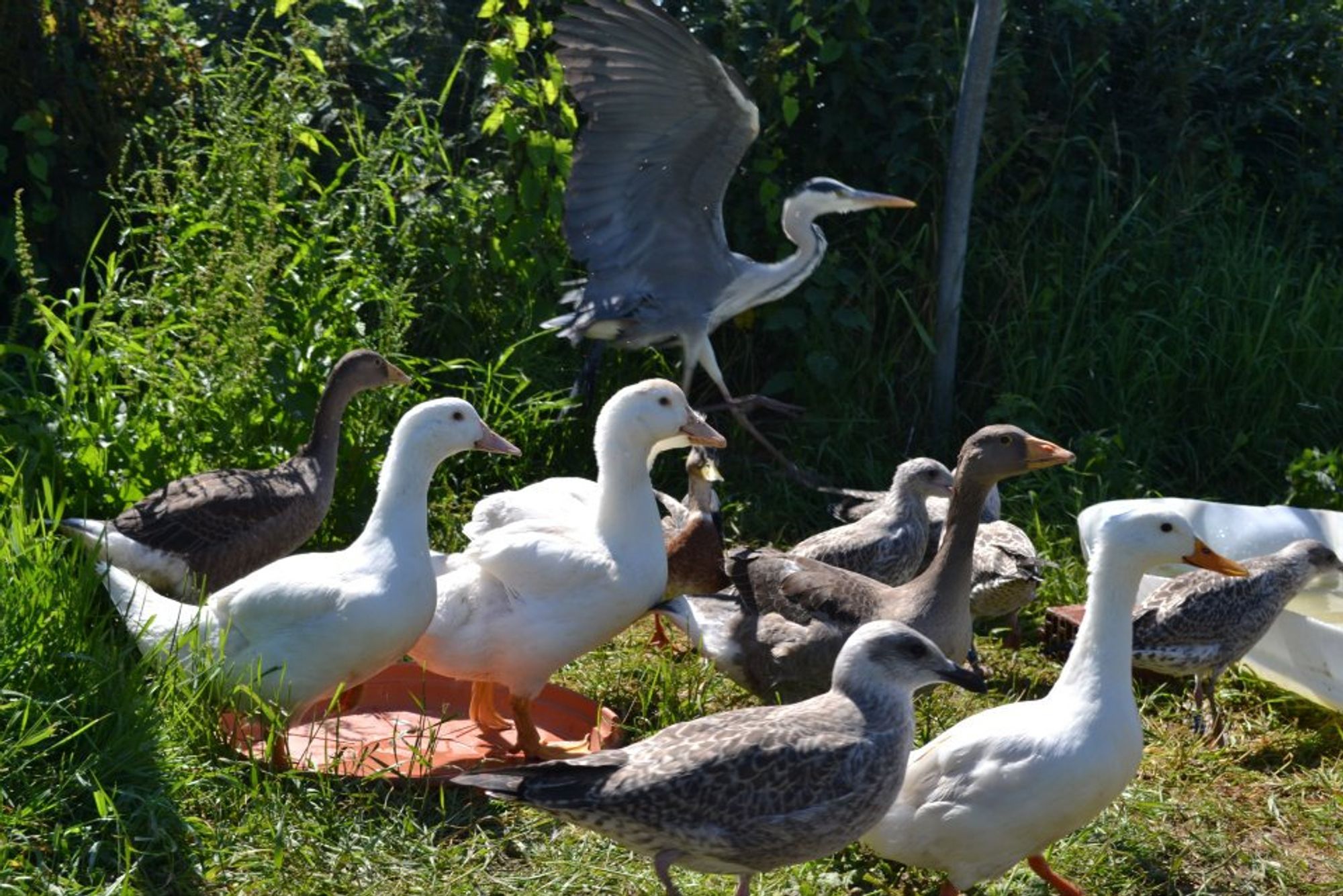 A group of birds on the ground, mainly gulls and ducks. One of the birds, larger than the others and walking with its wings up in the back of the picture, is a heron. They are all in a caged-in area outside, with grass and small plants growing.