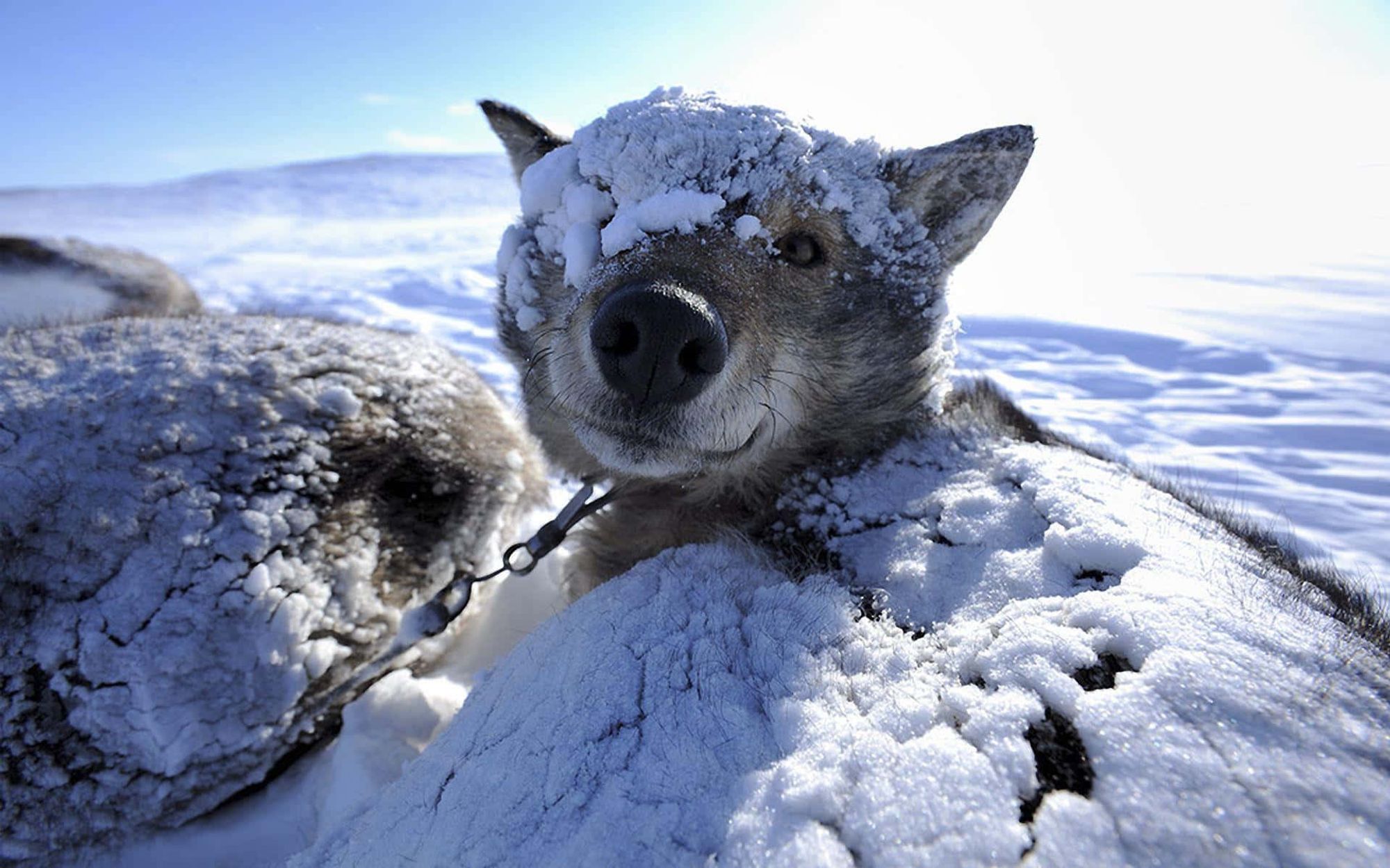 Un chien de traineau sous la neige.