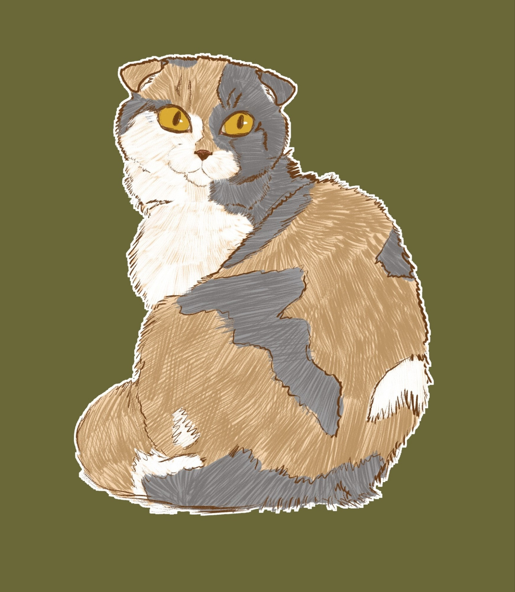 Scottish fold calico cat with an olive green background.